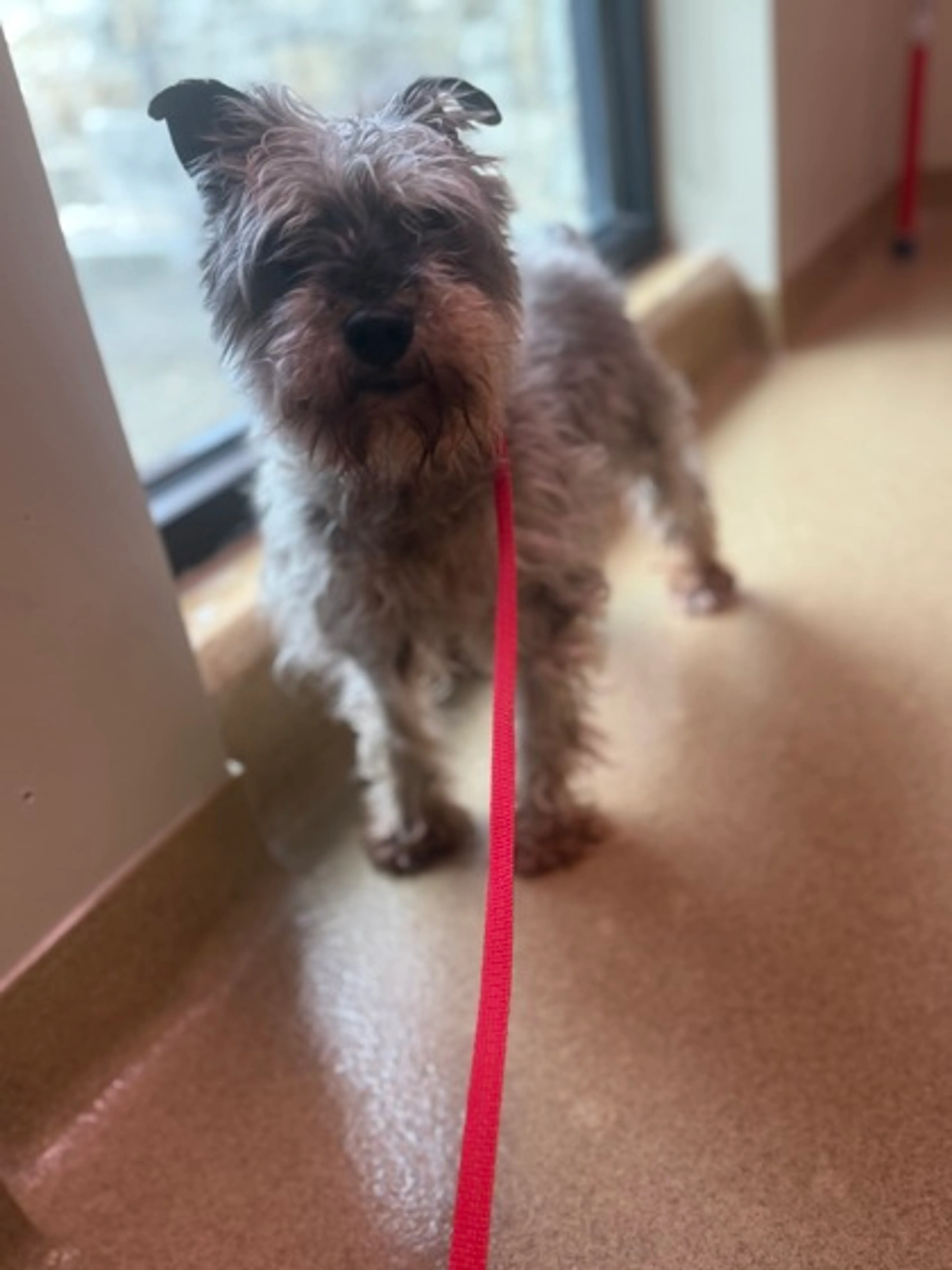 Found pet