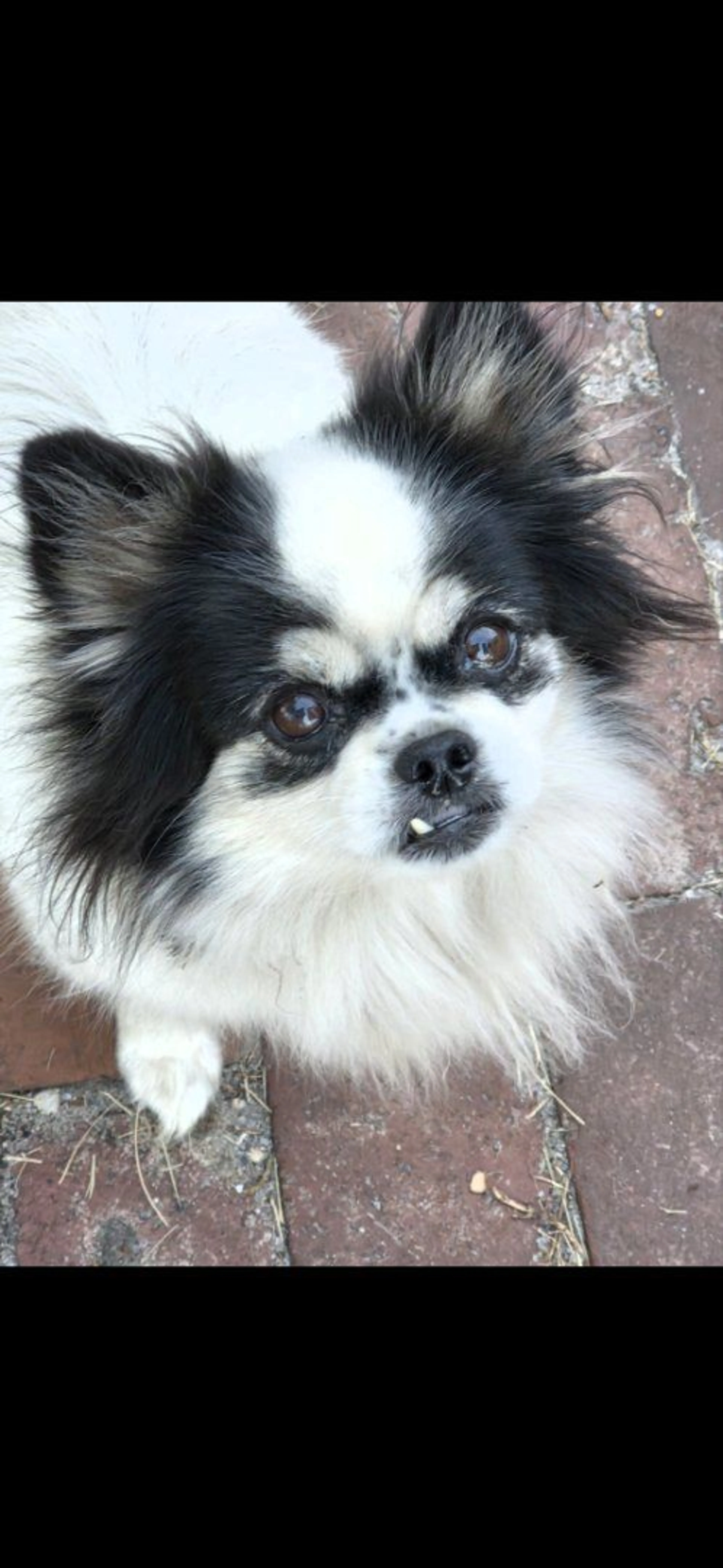 Lost pet