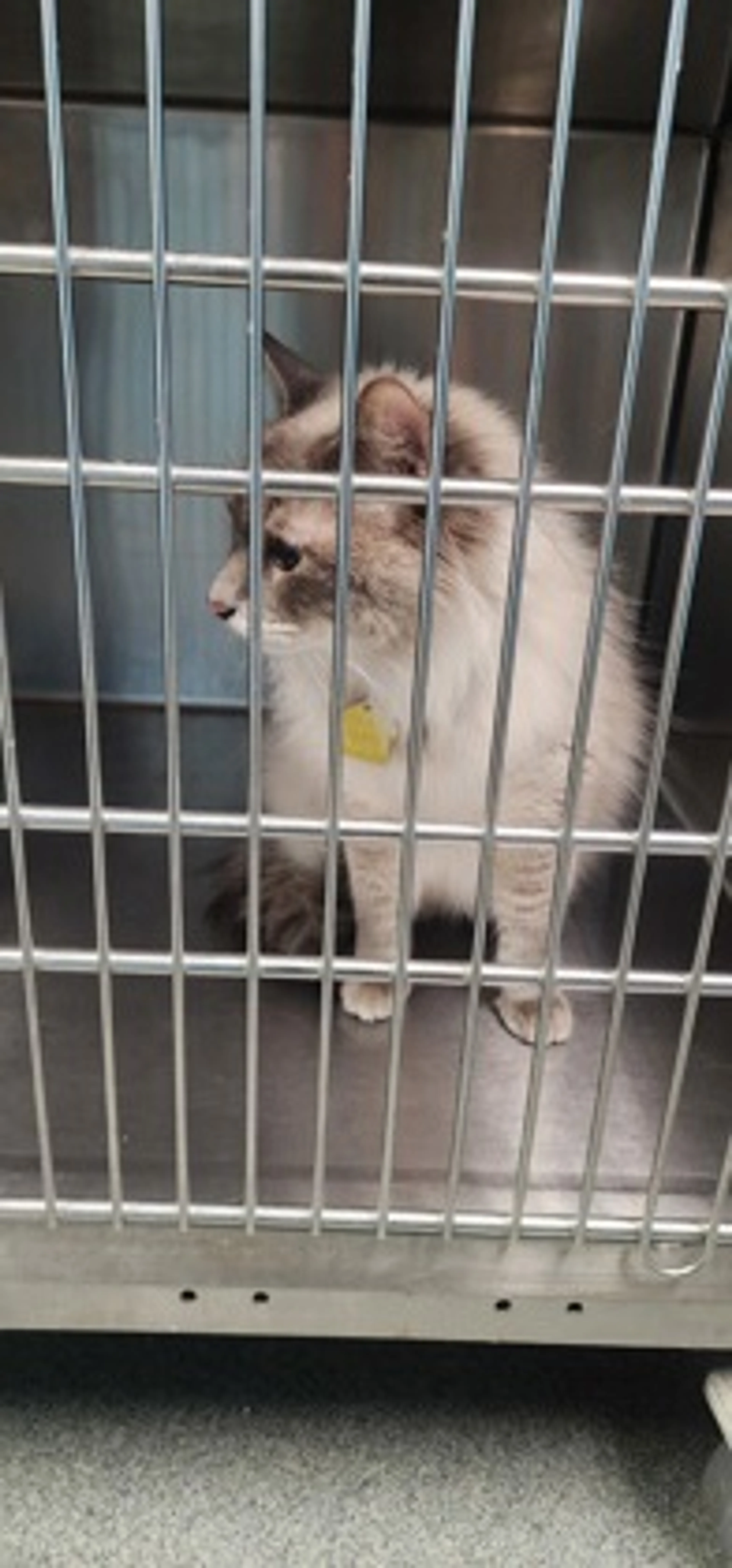 Found pet-1