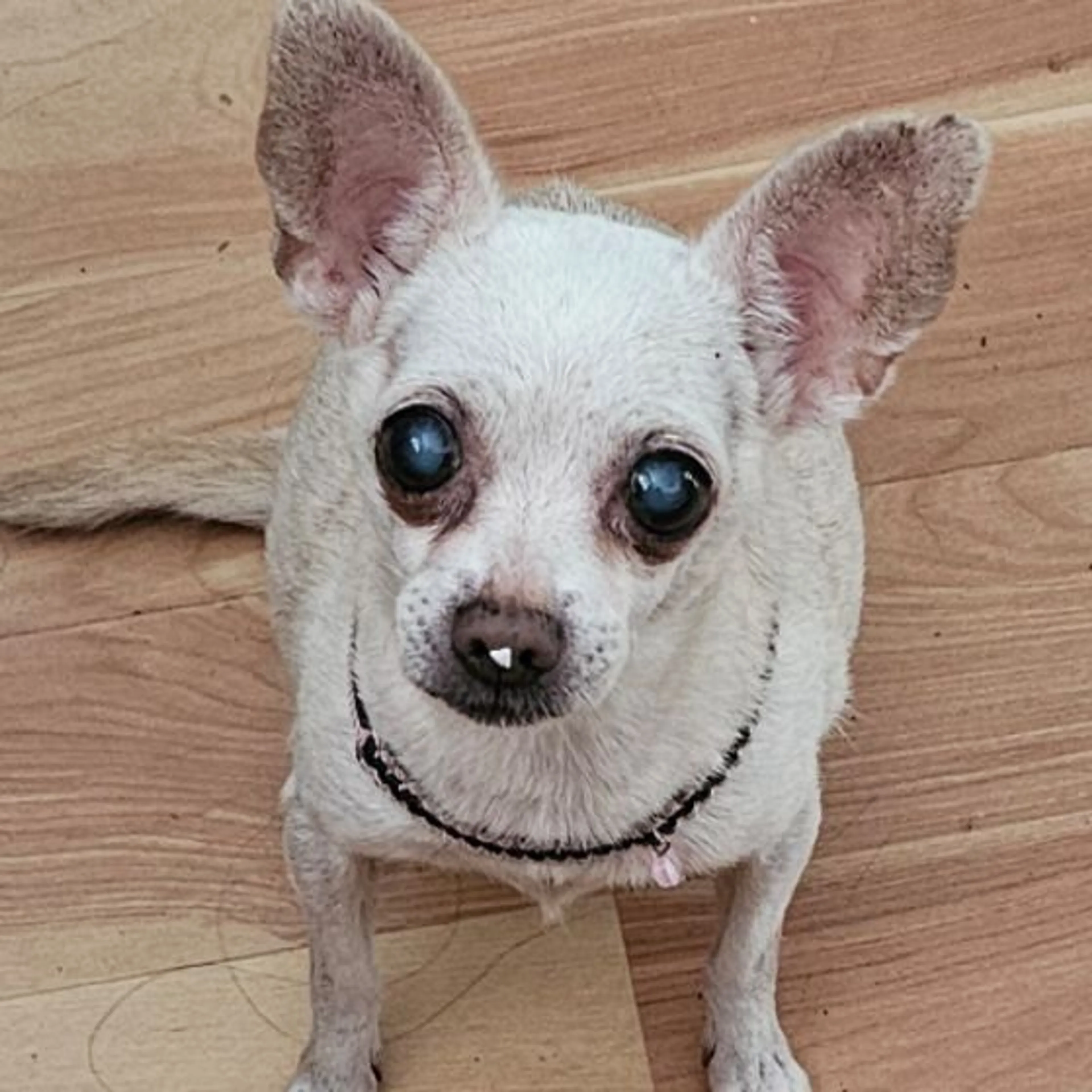 Lost pet