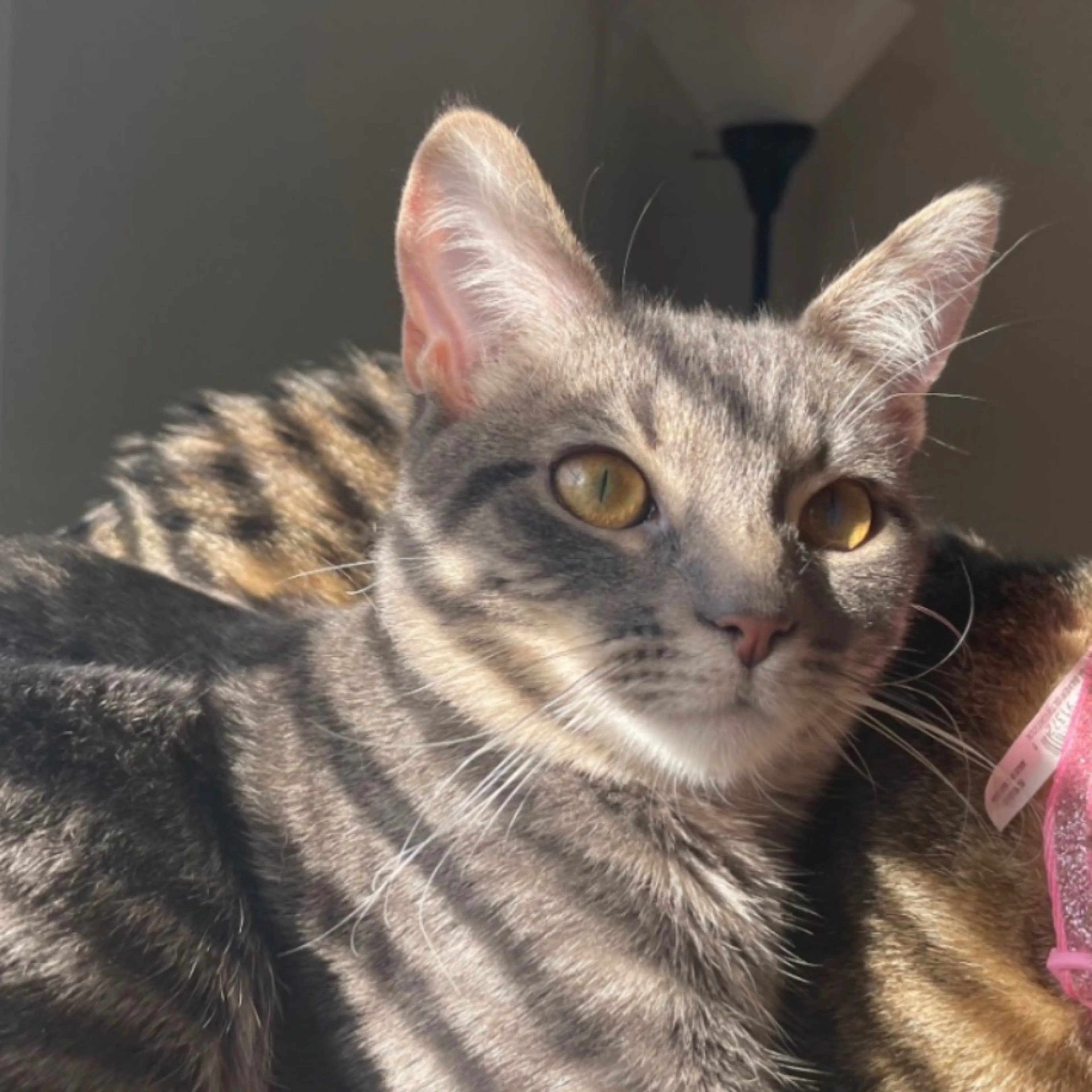 Lost pet