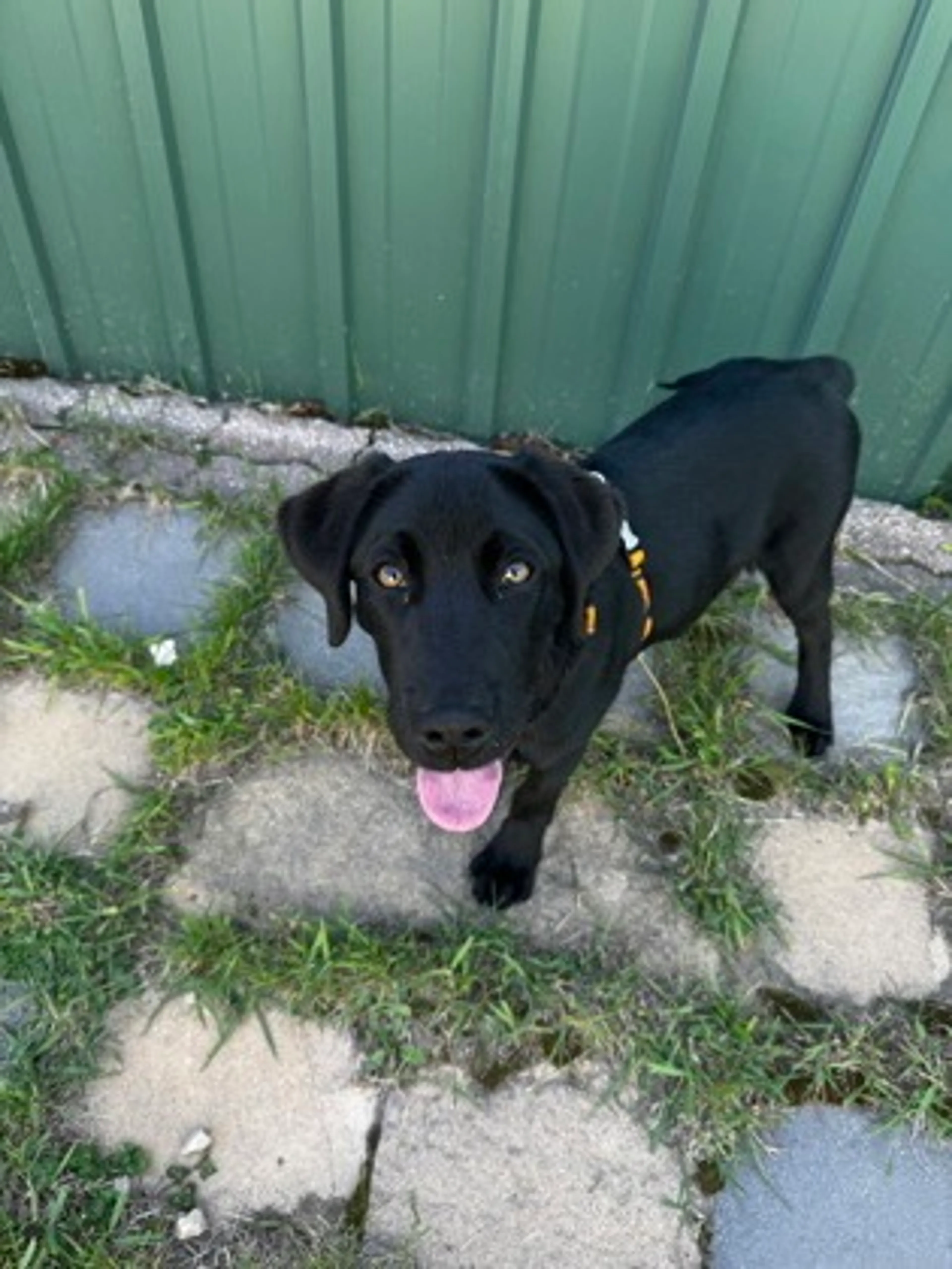 Found pet