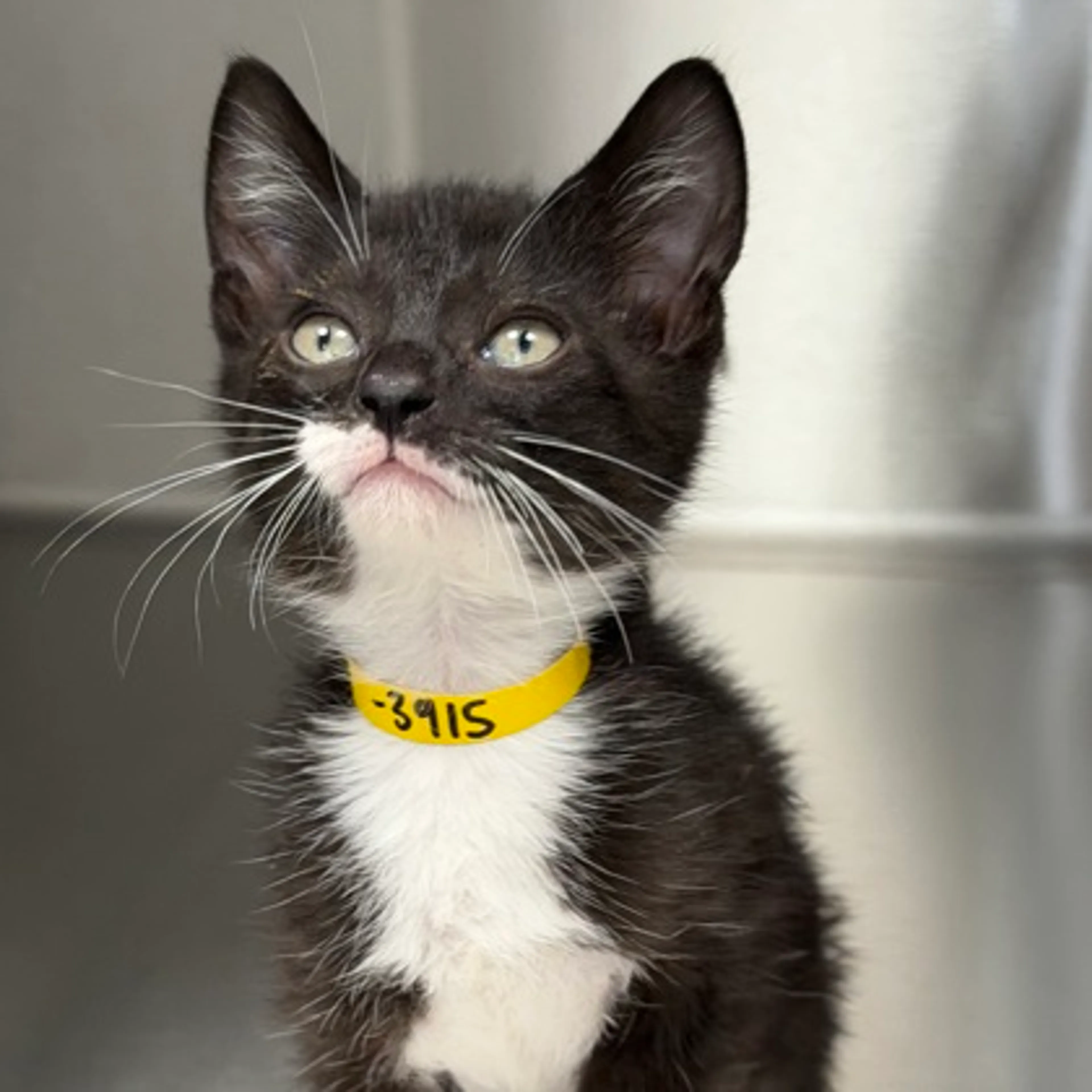 Found pet-1