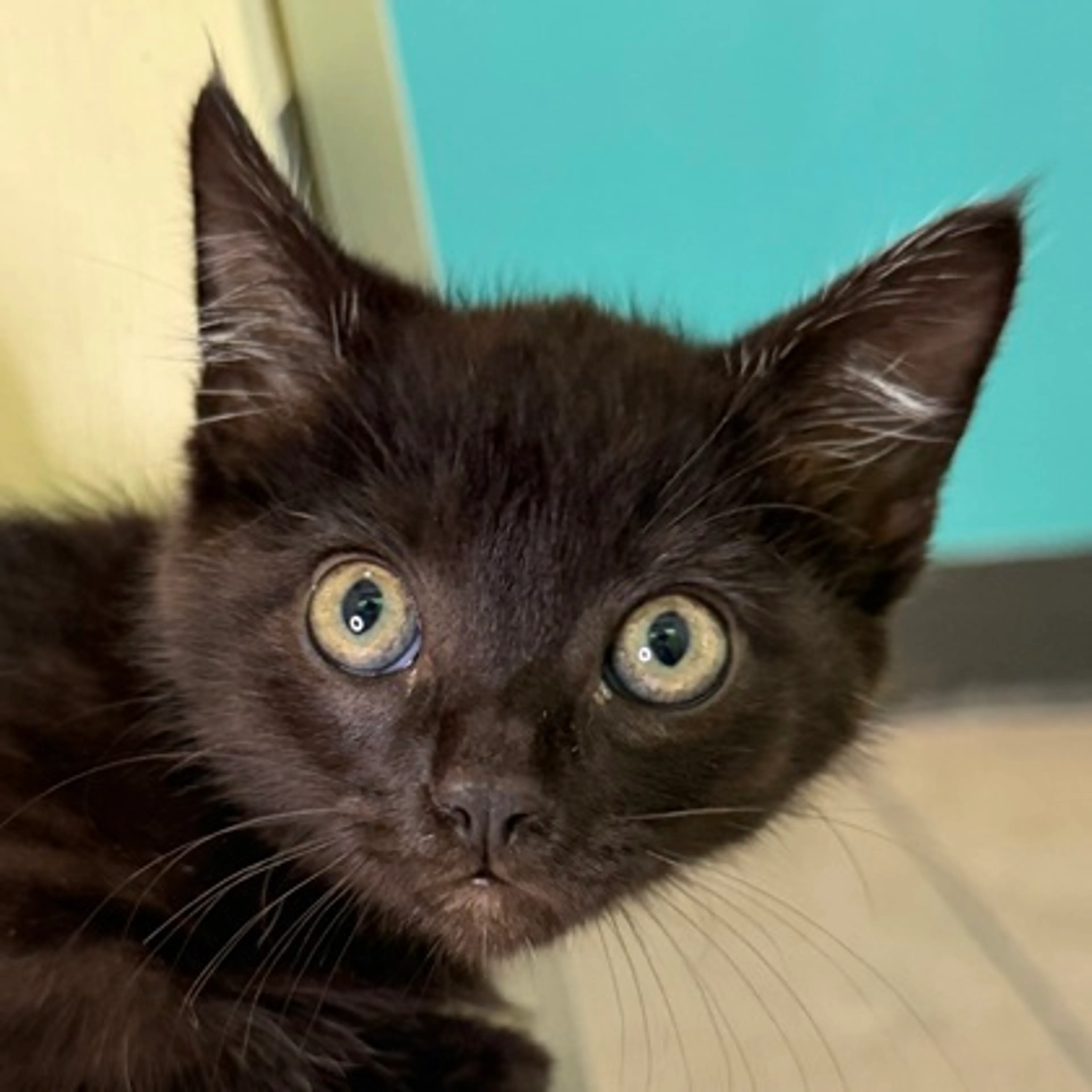 Found pet-1