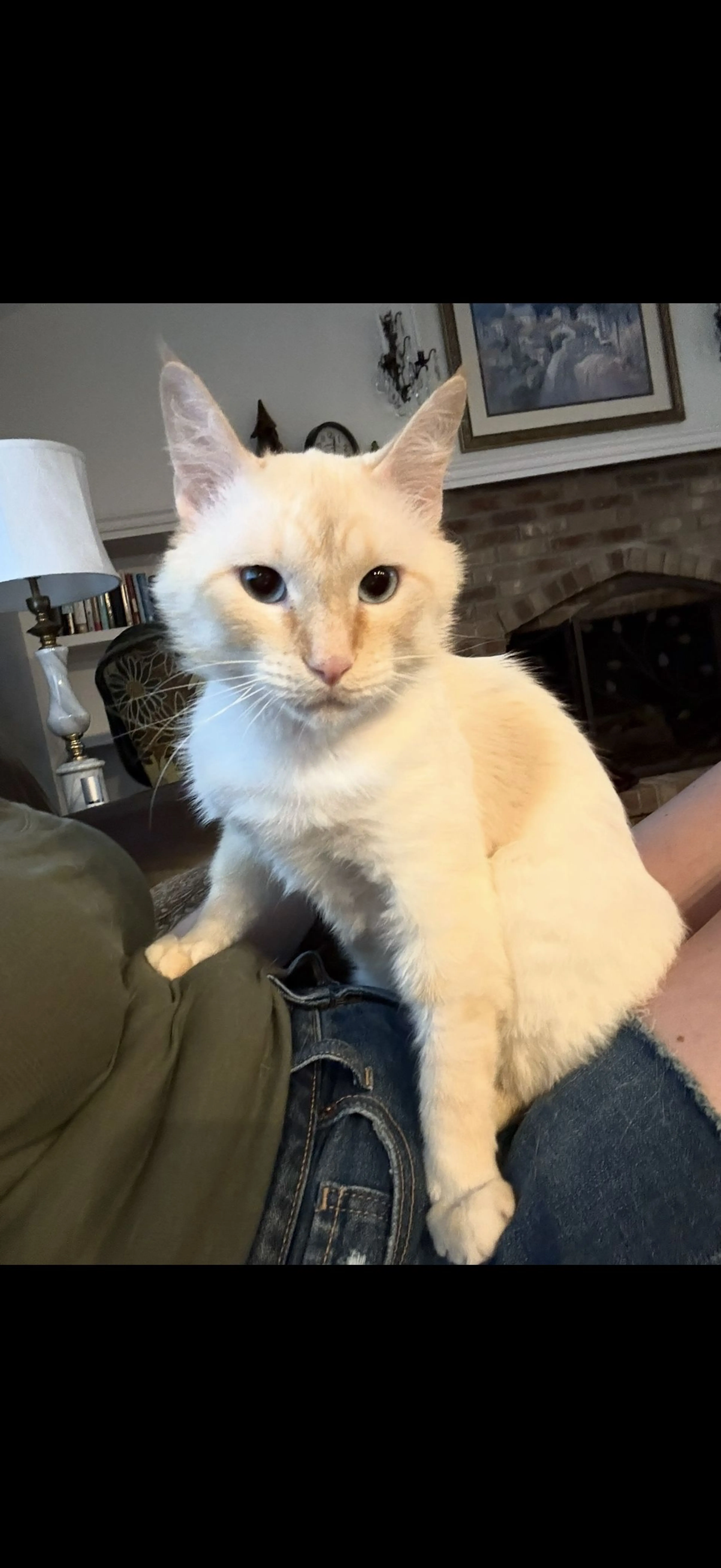 Lost pet-0