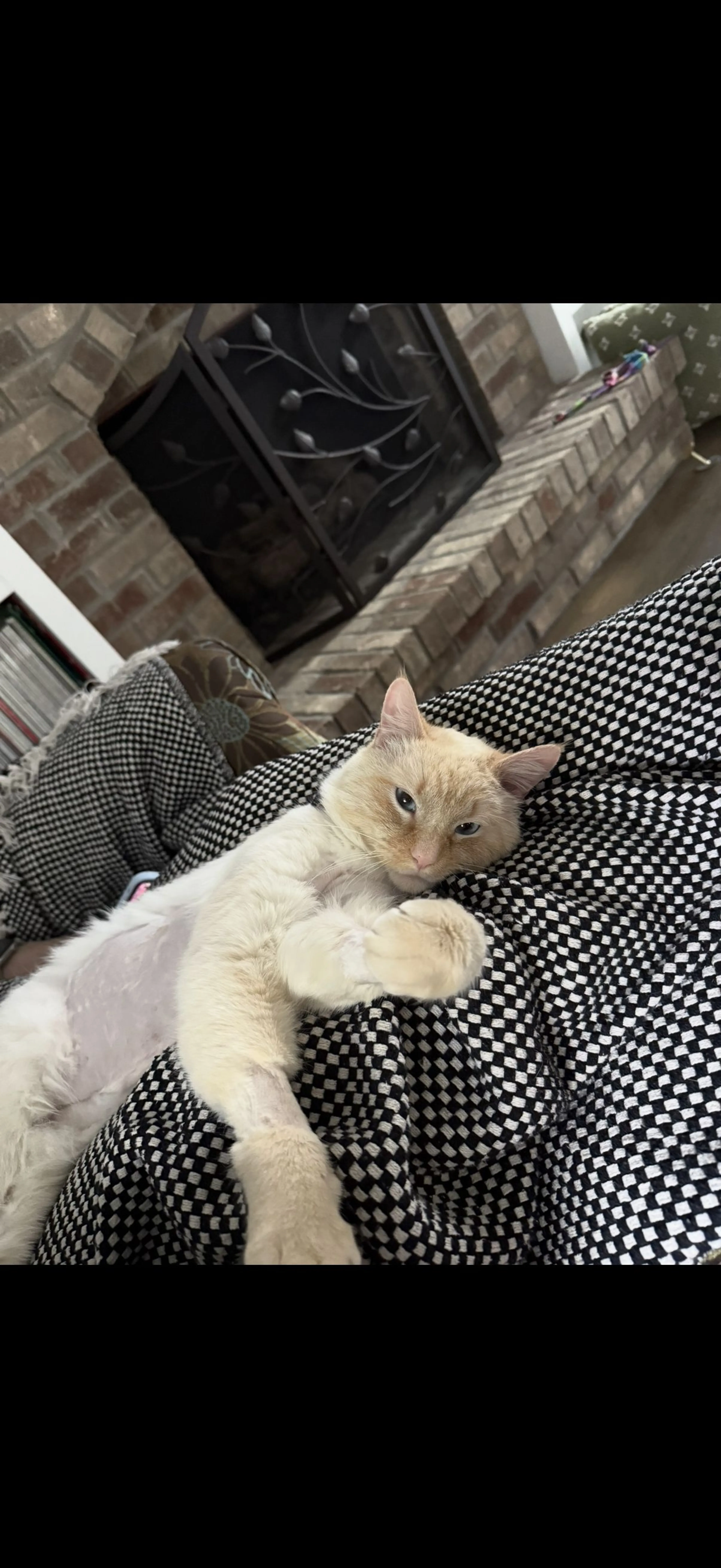 Lost pet-1