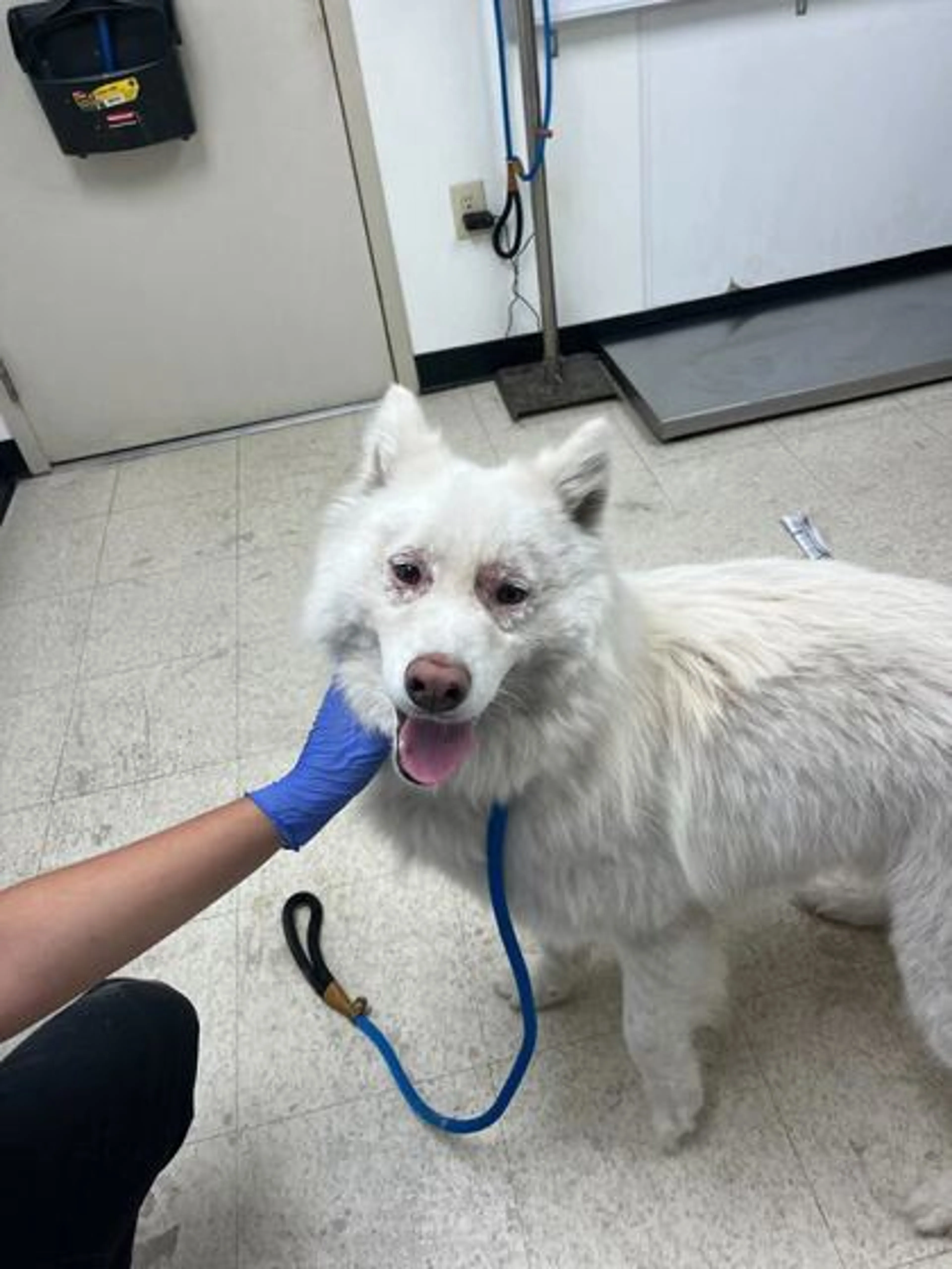 Found pet