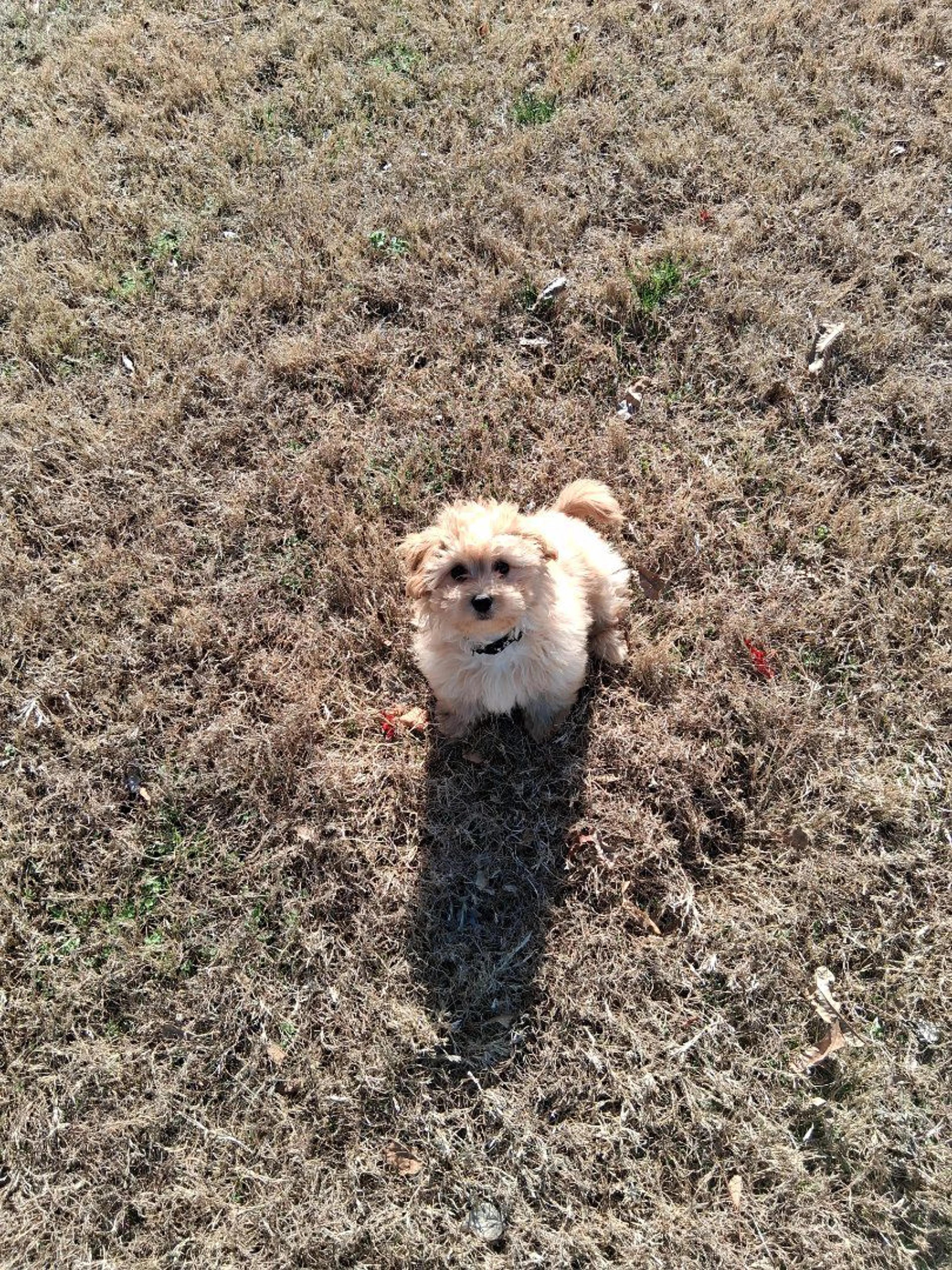 Lost pet-0