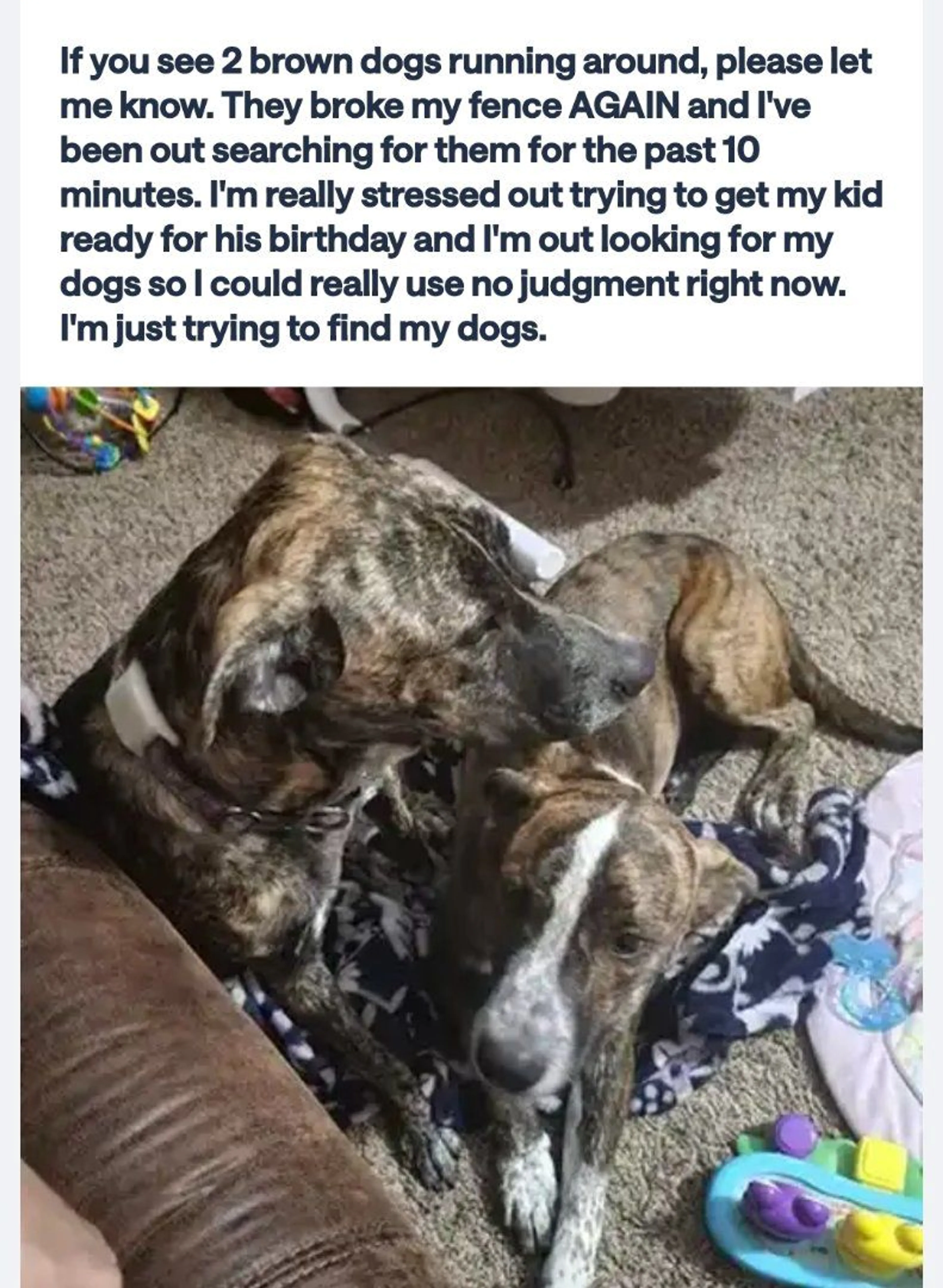 Lost pet