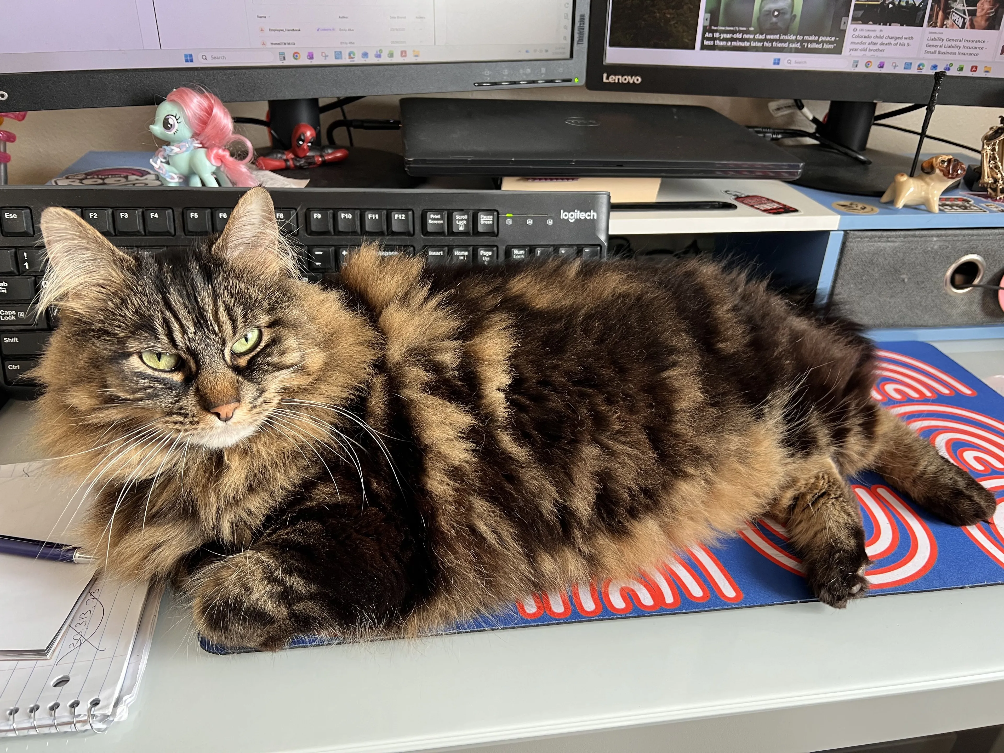 Lost pet-0
