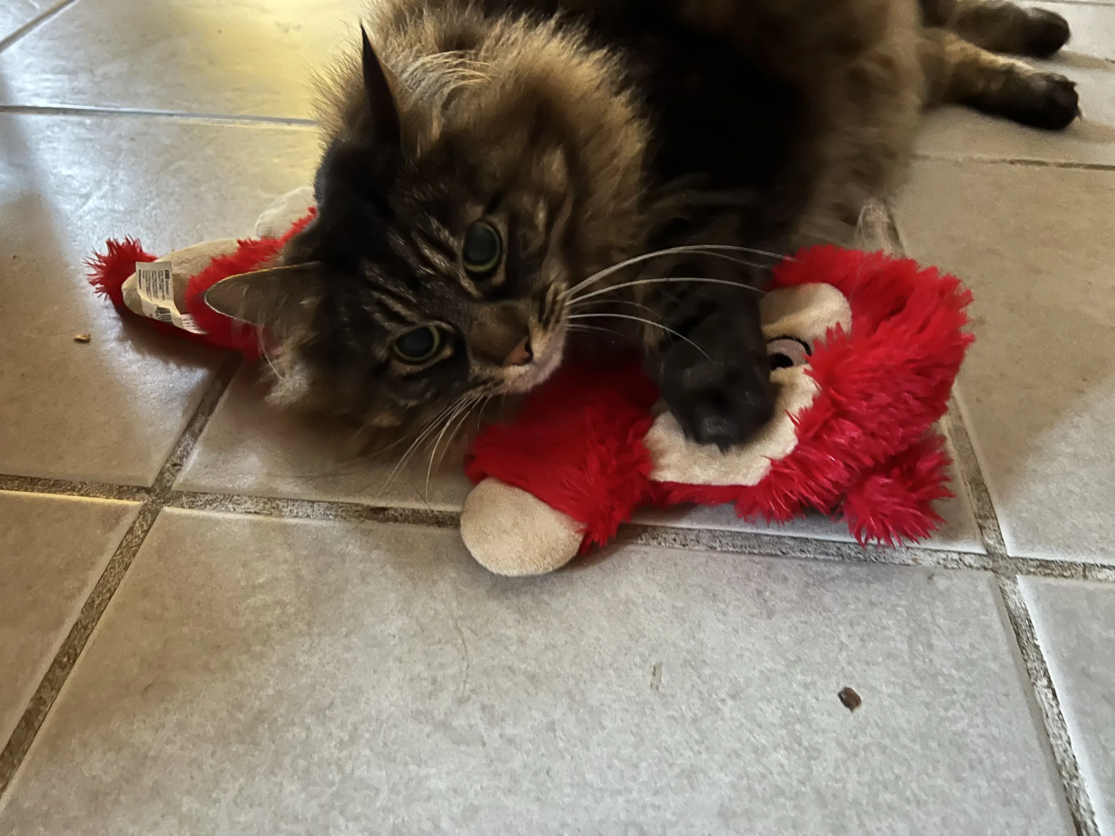 Lost pet-1