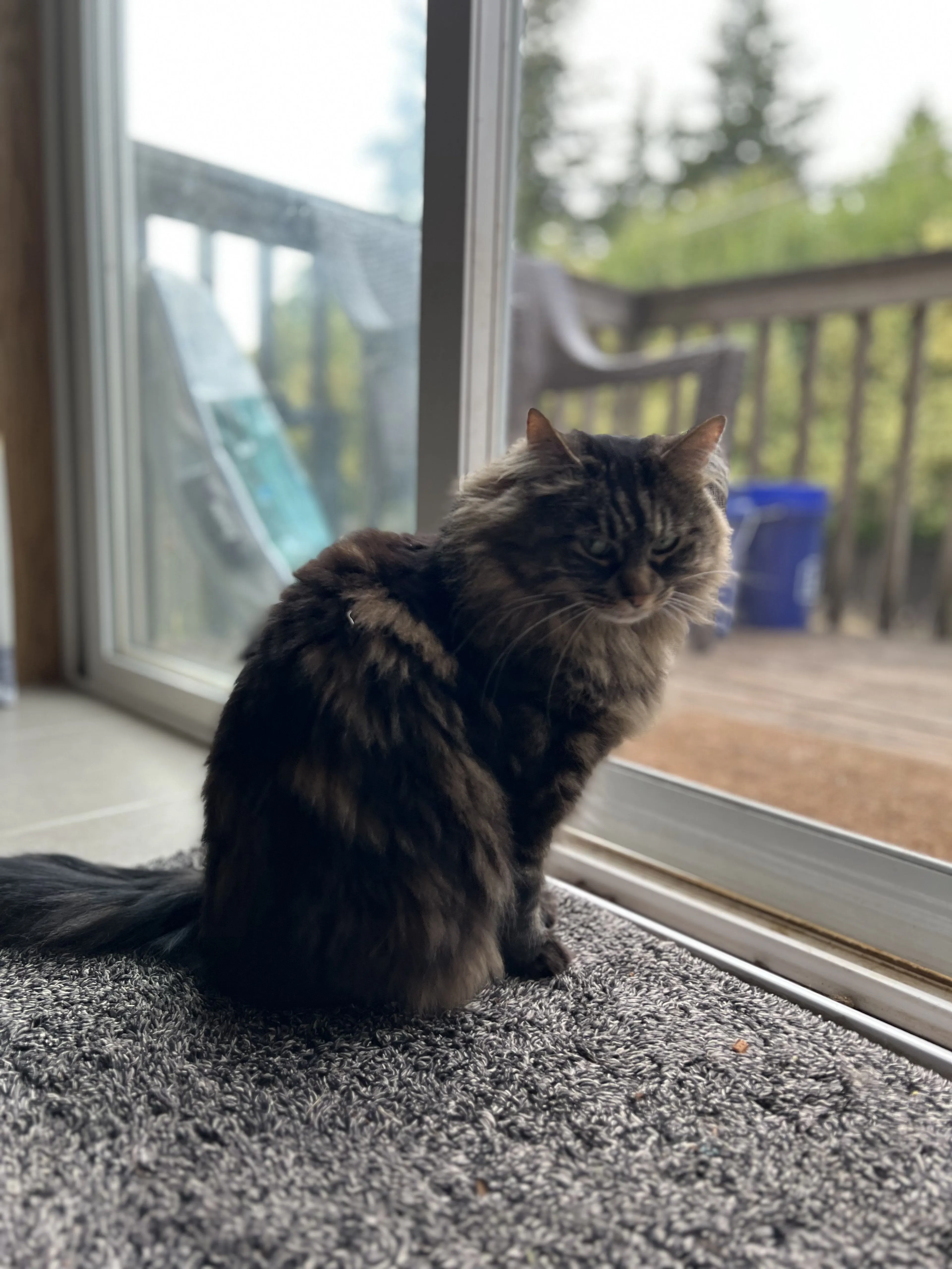 Lost pet-2