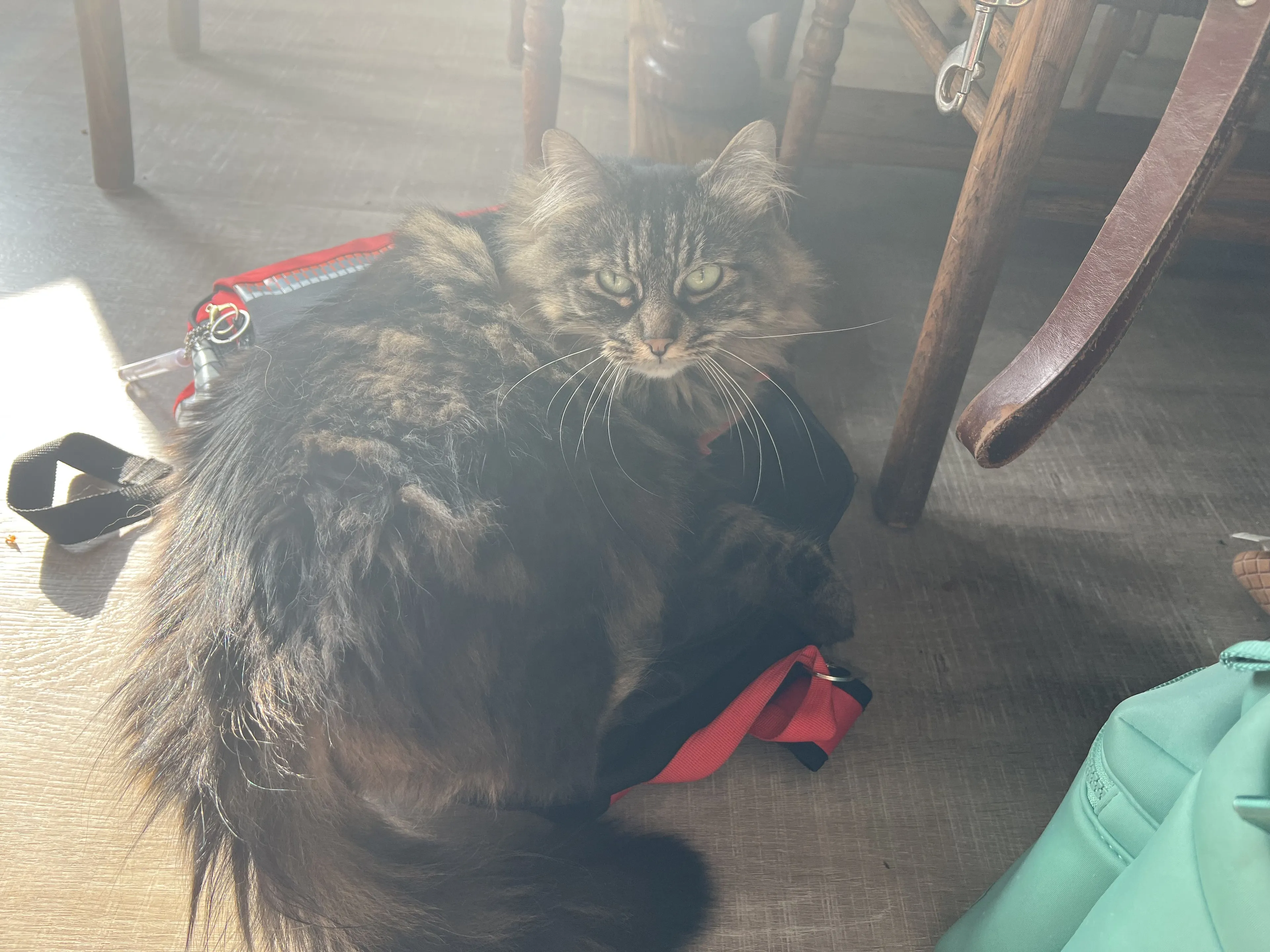 Lost pet-3