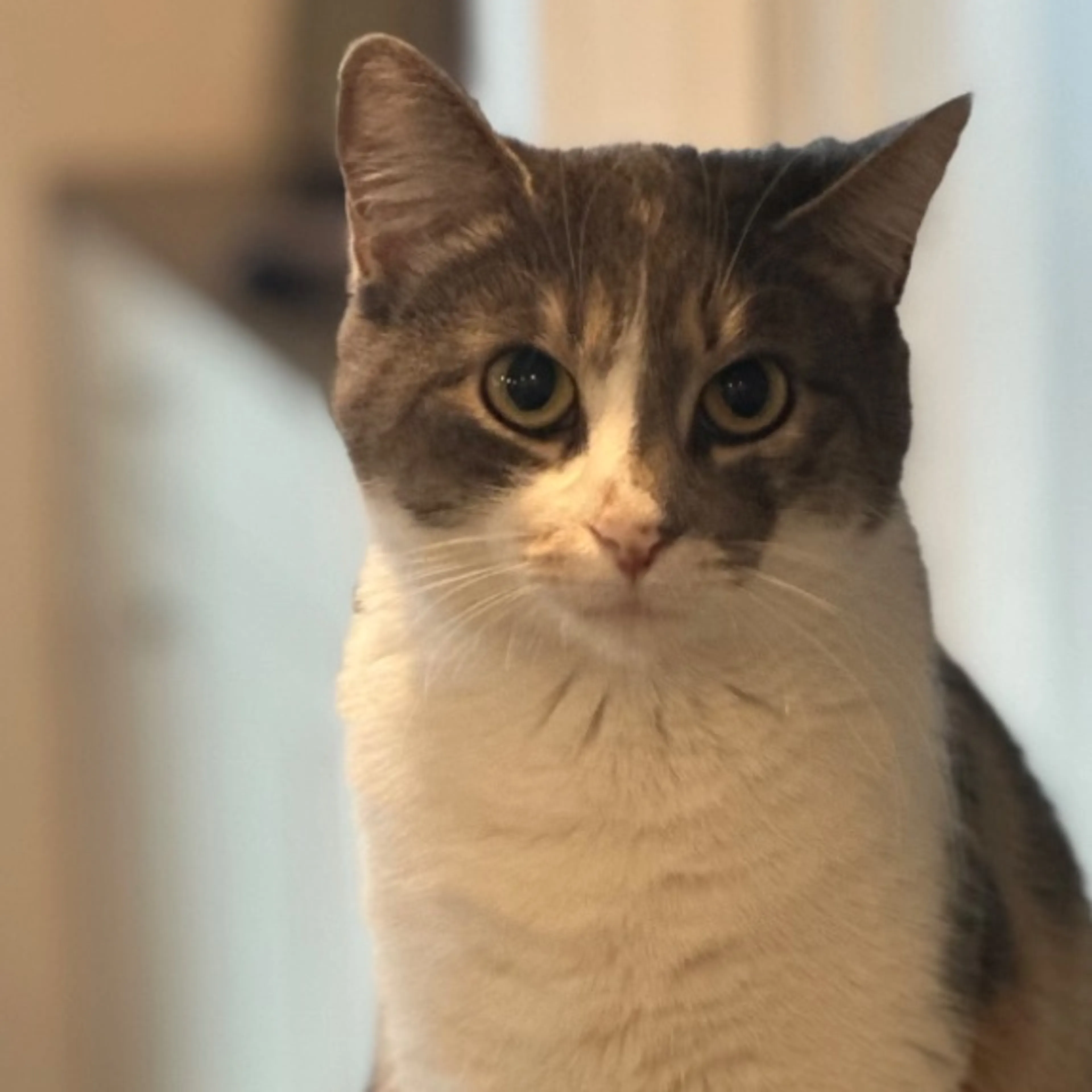 Lost pet