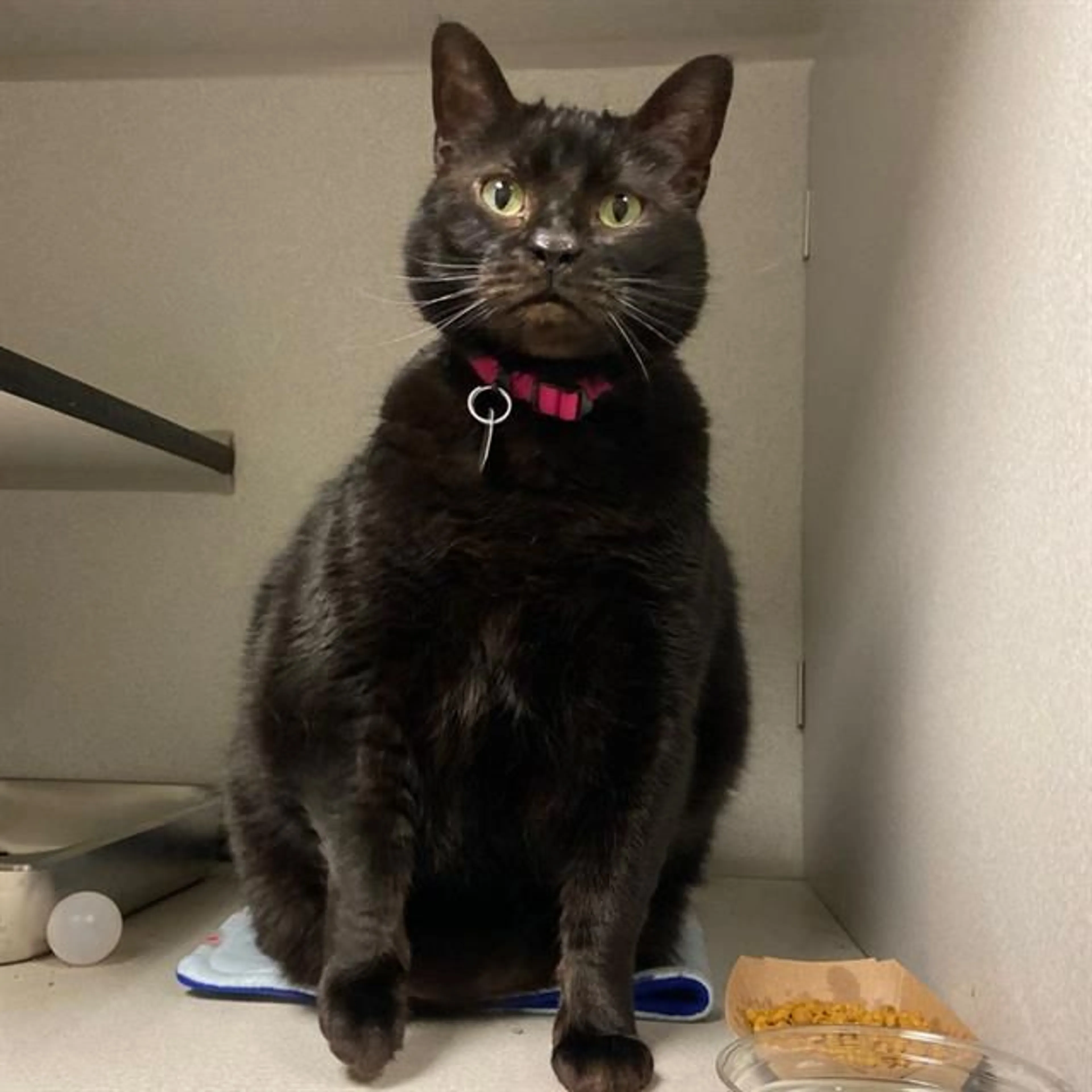 Found pet