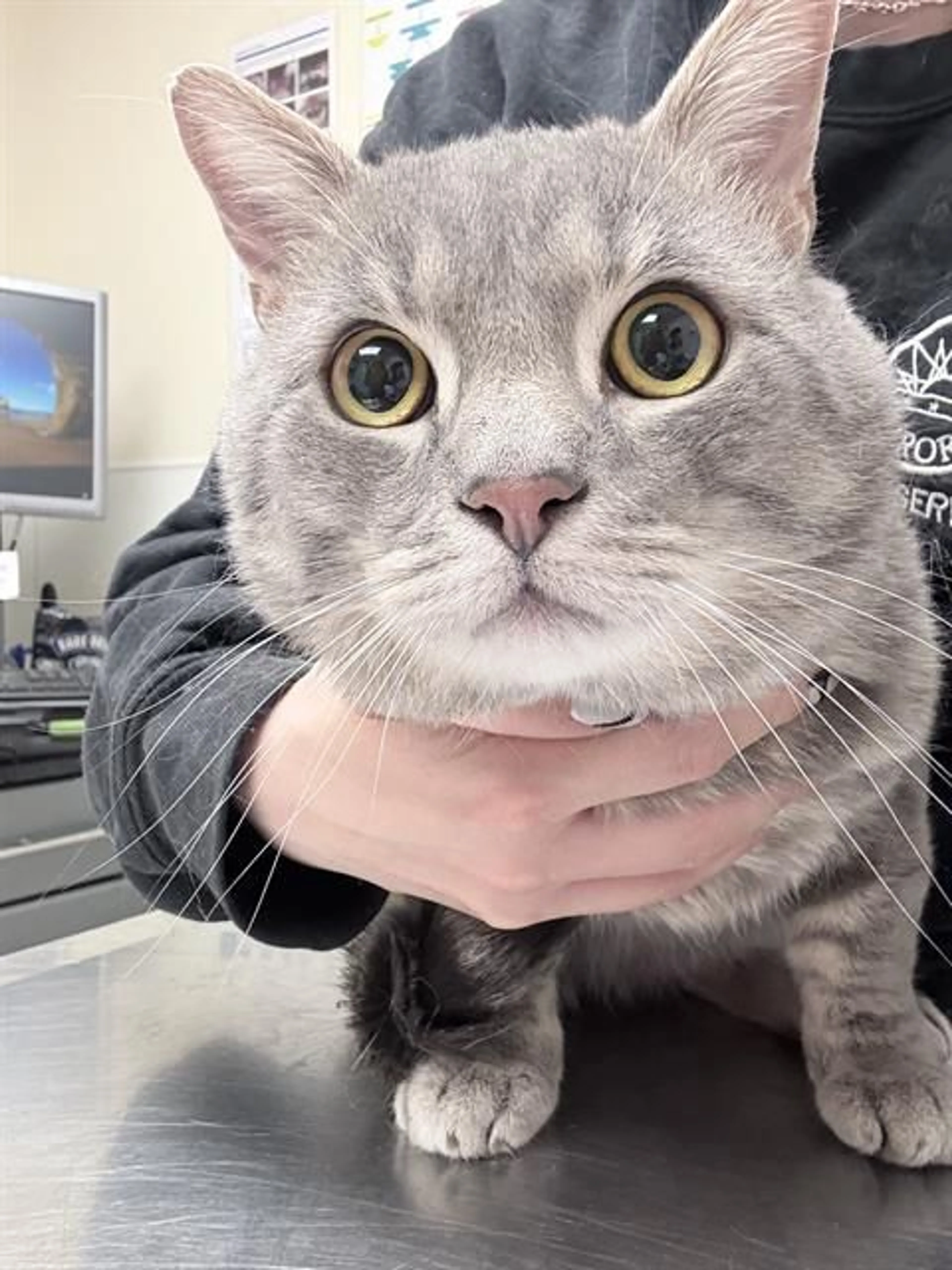 Found pet