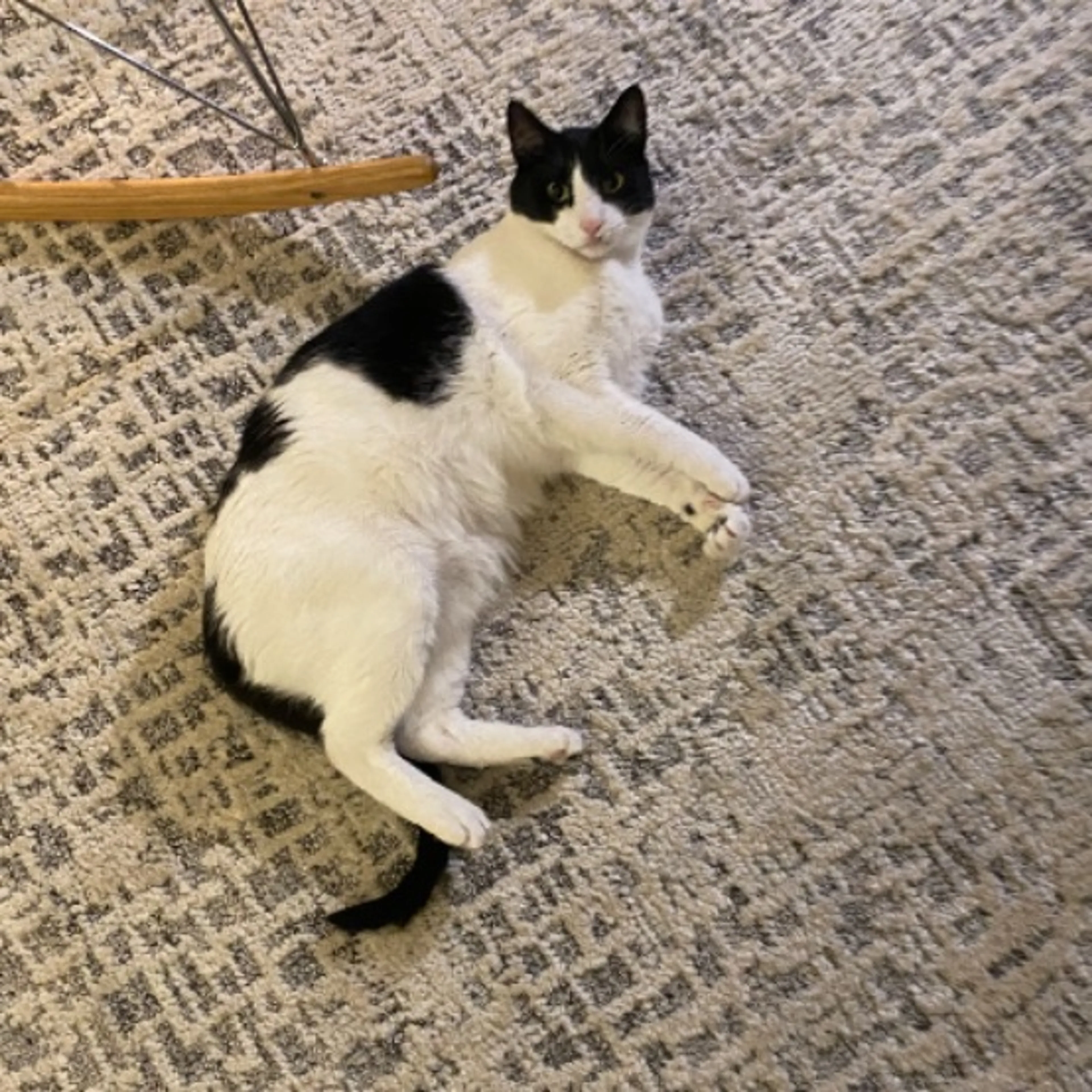 Lost pet