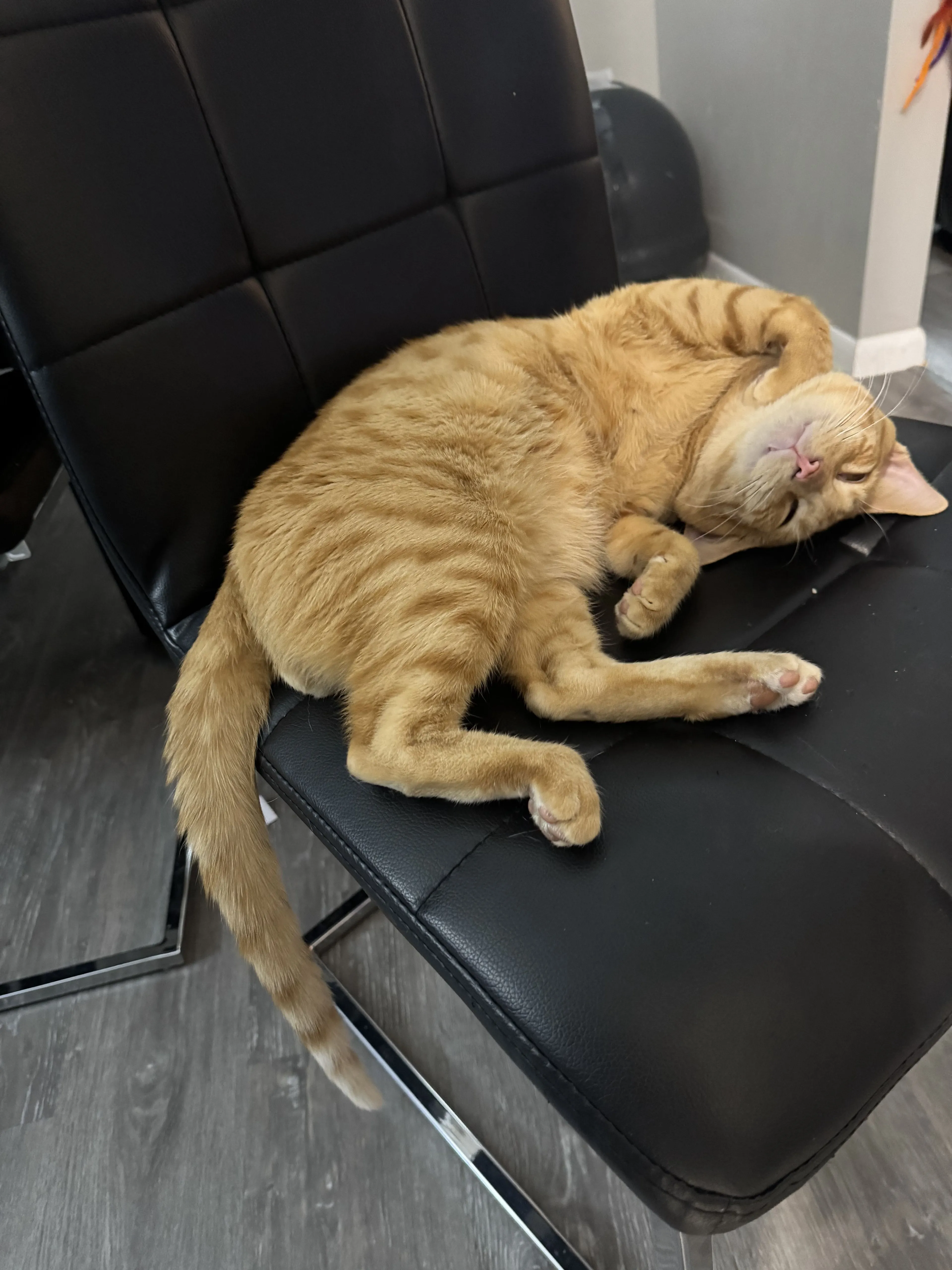 Lost pet-3