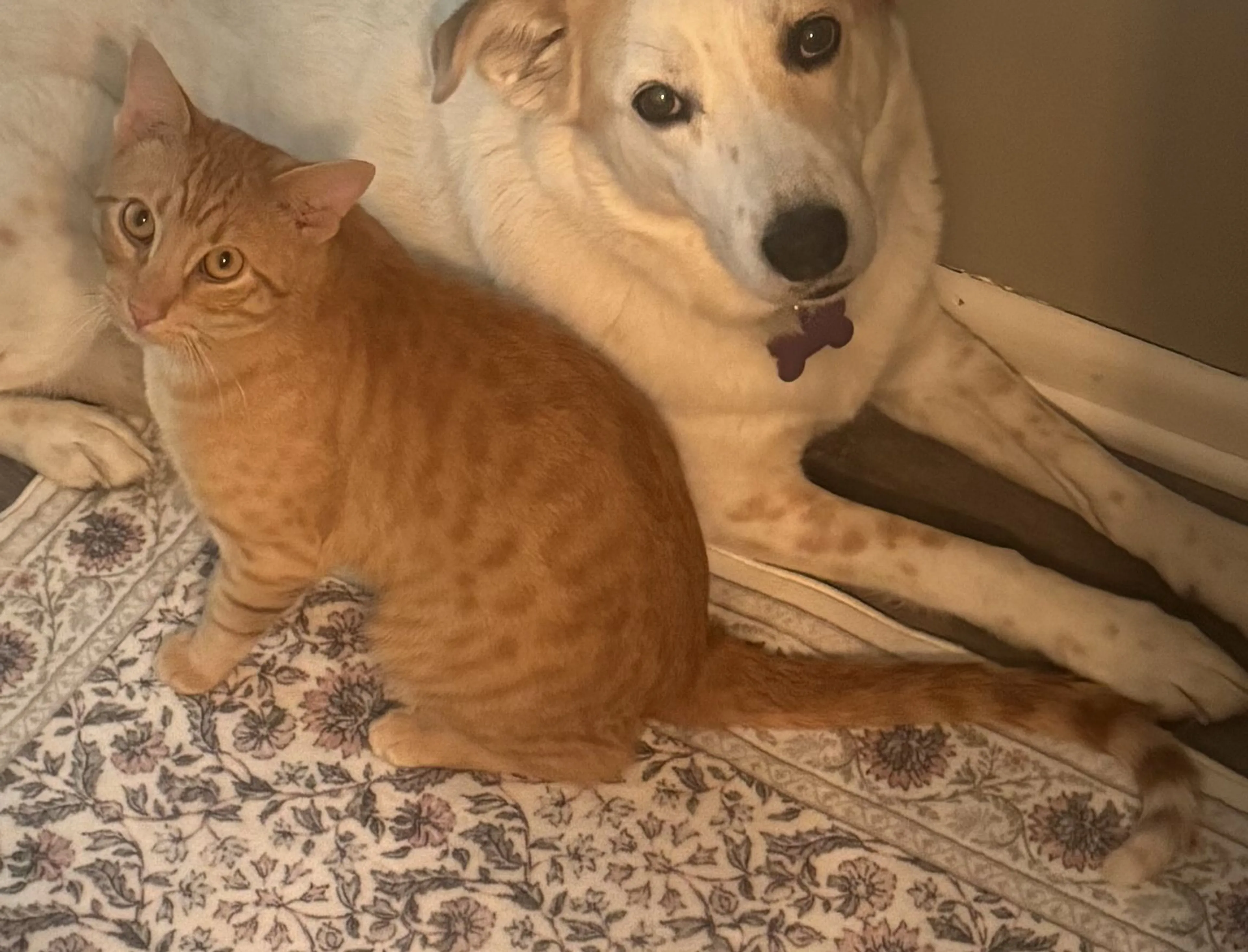 Lost pet-0