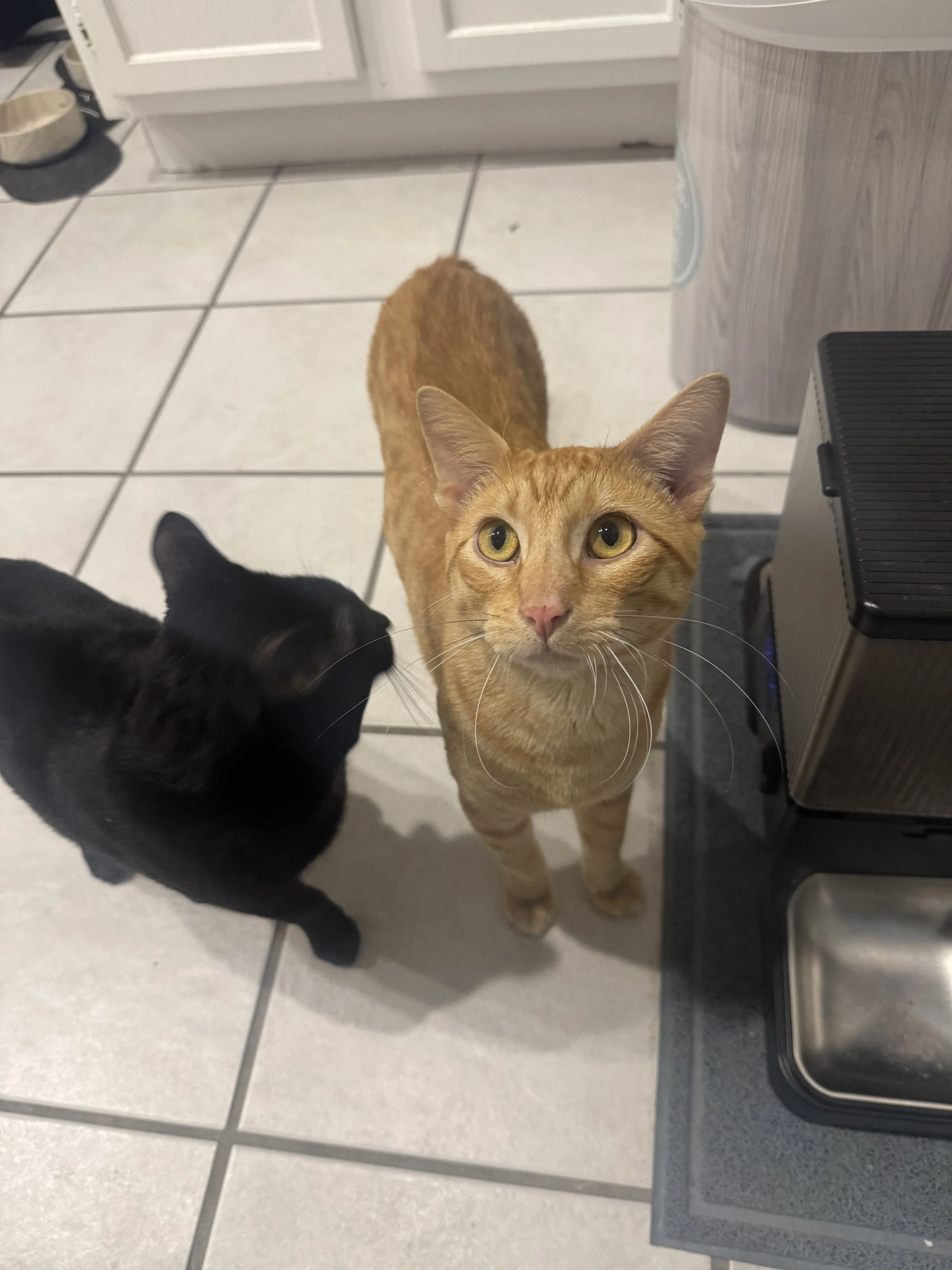Lost pet-2