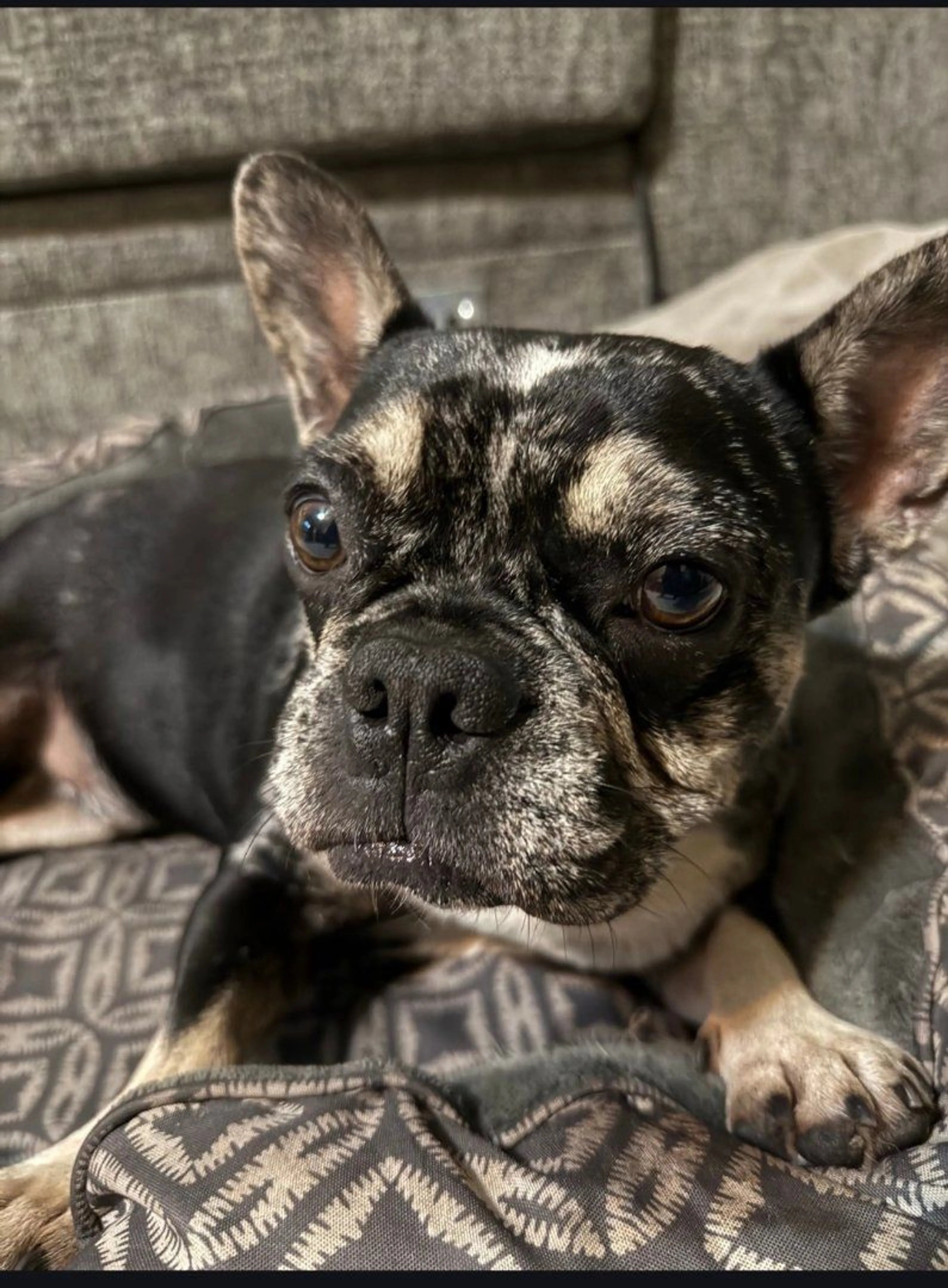 Lost pet-1