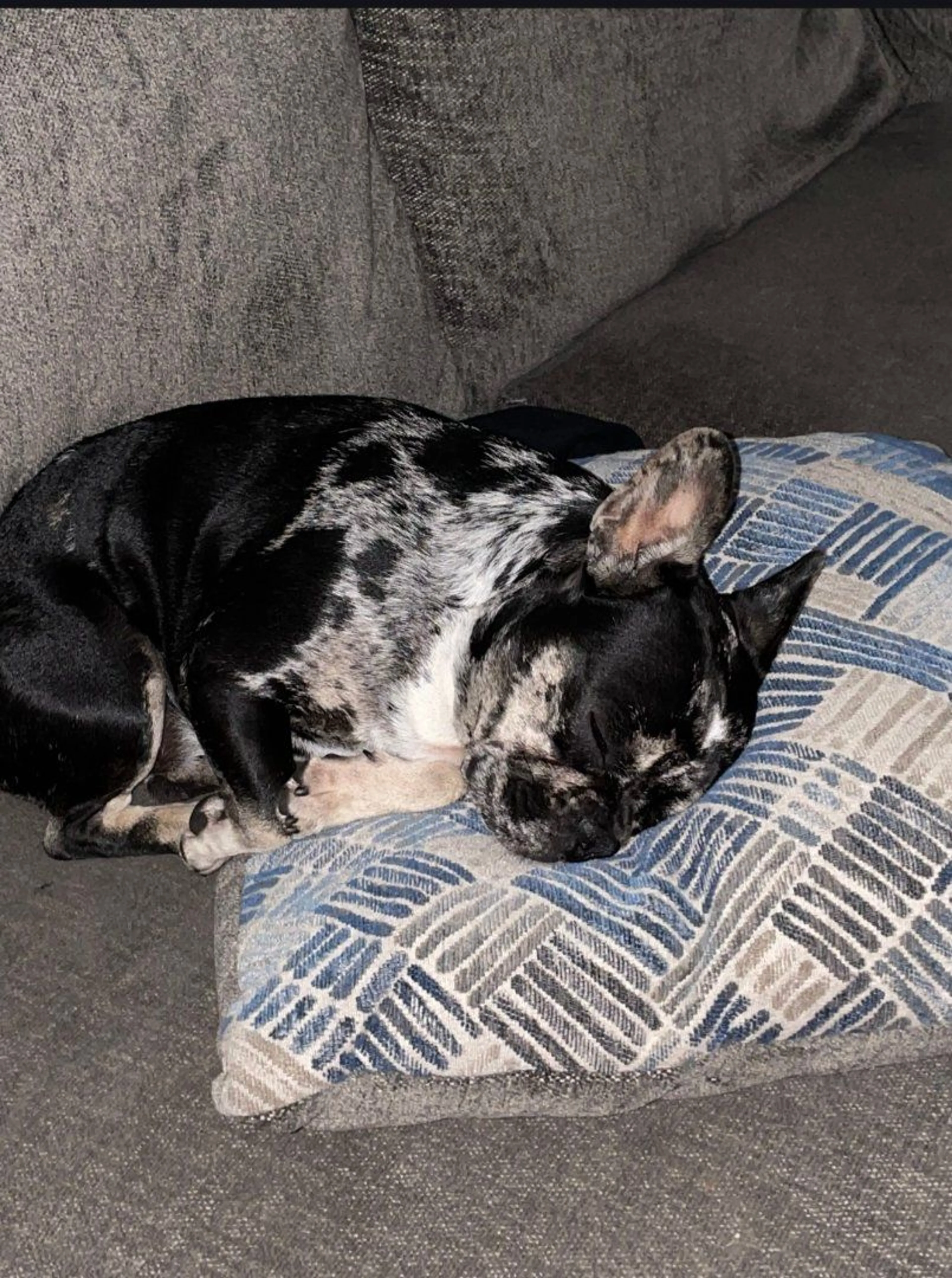 Lost pet-2