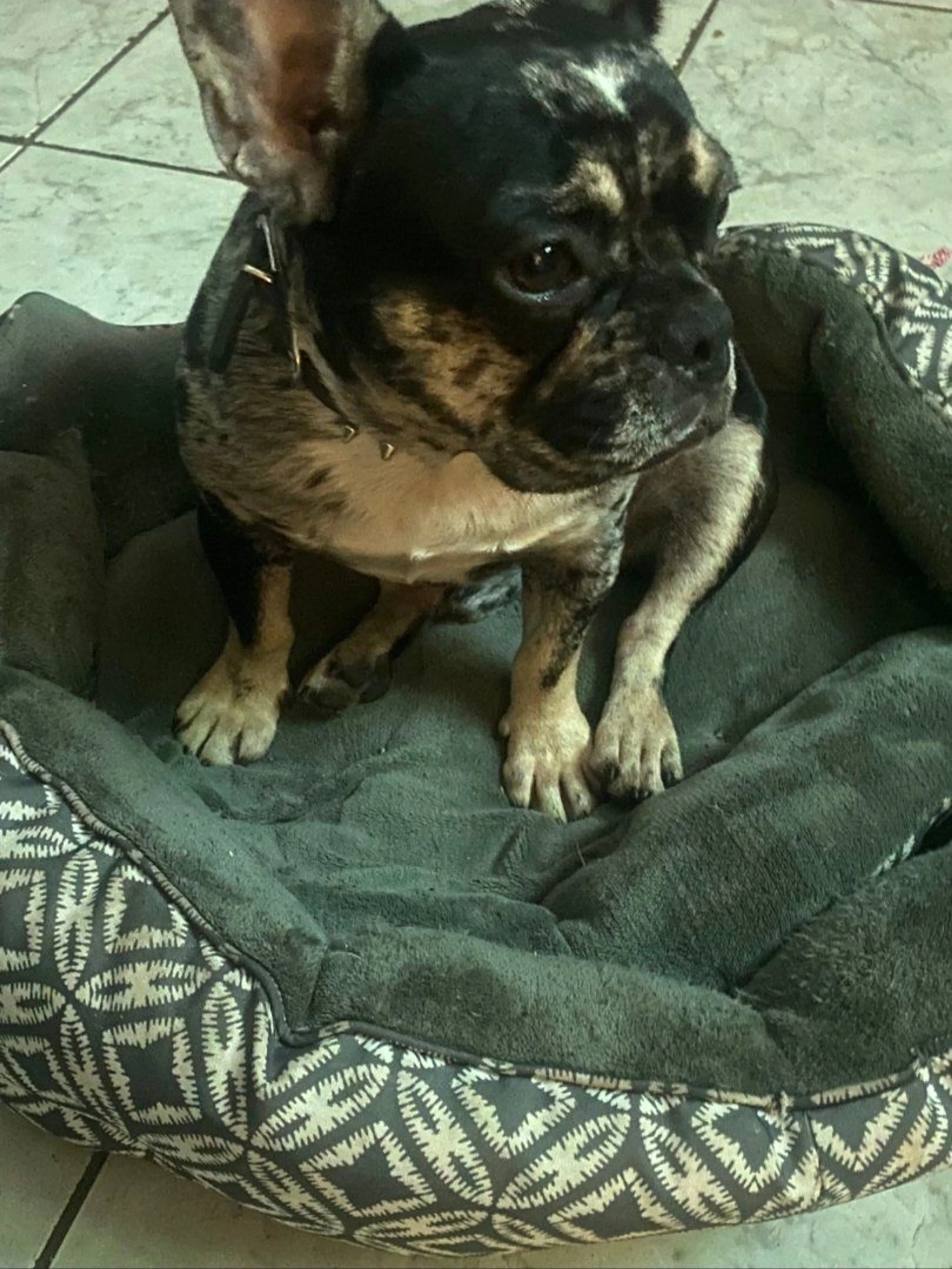 Lost pet-3