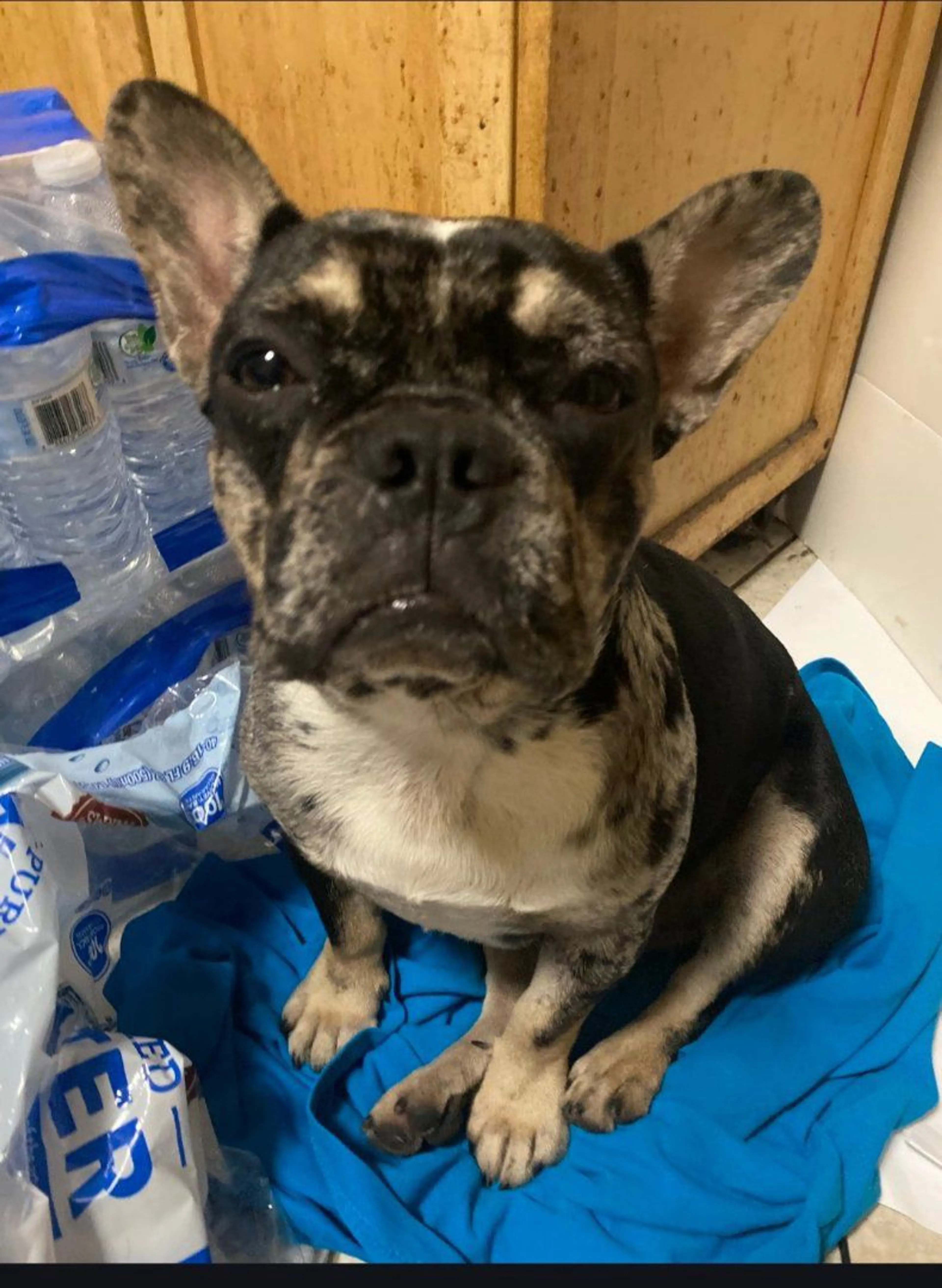 Lost pet-4