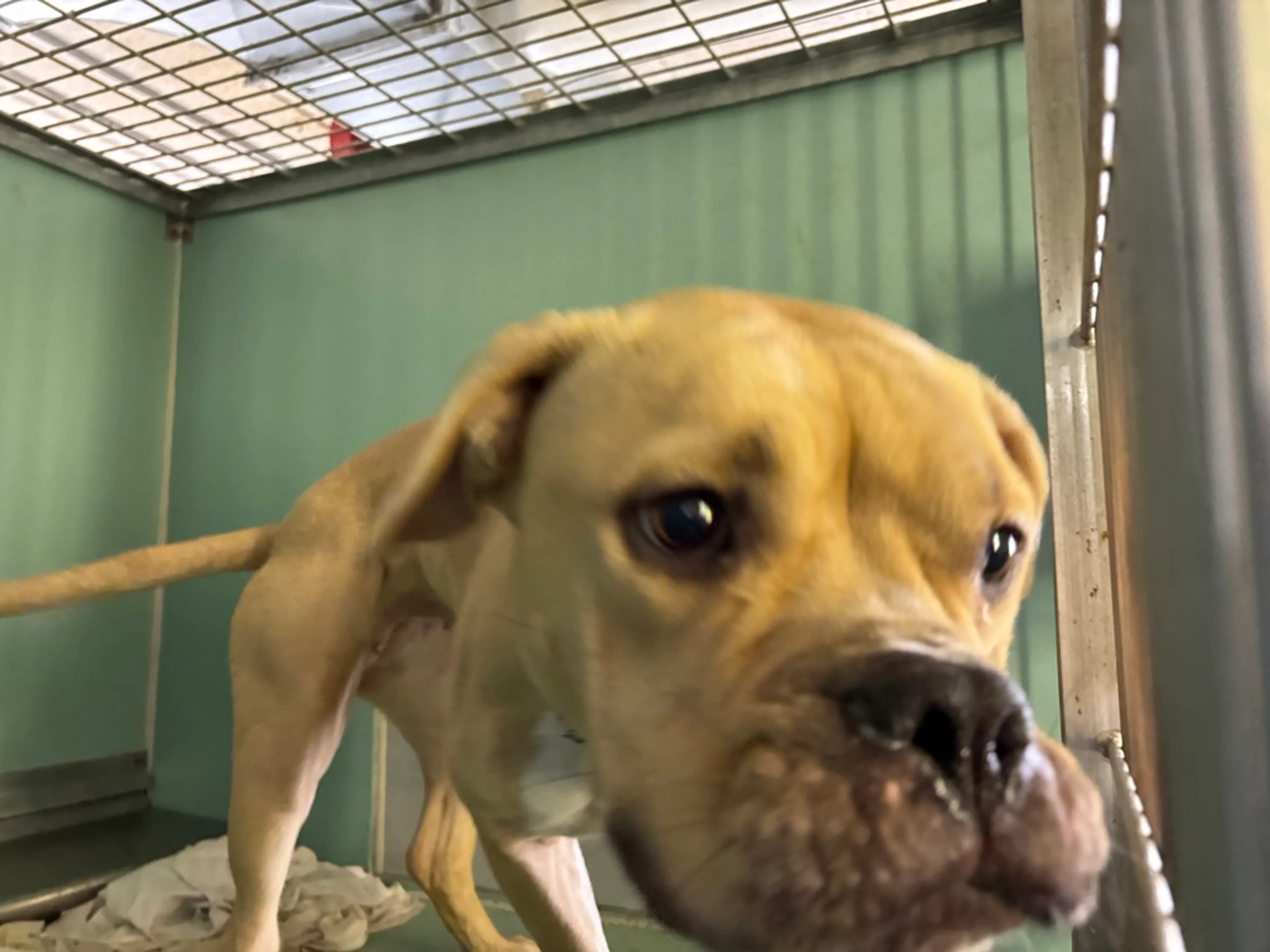 Found pet