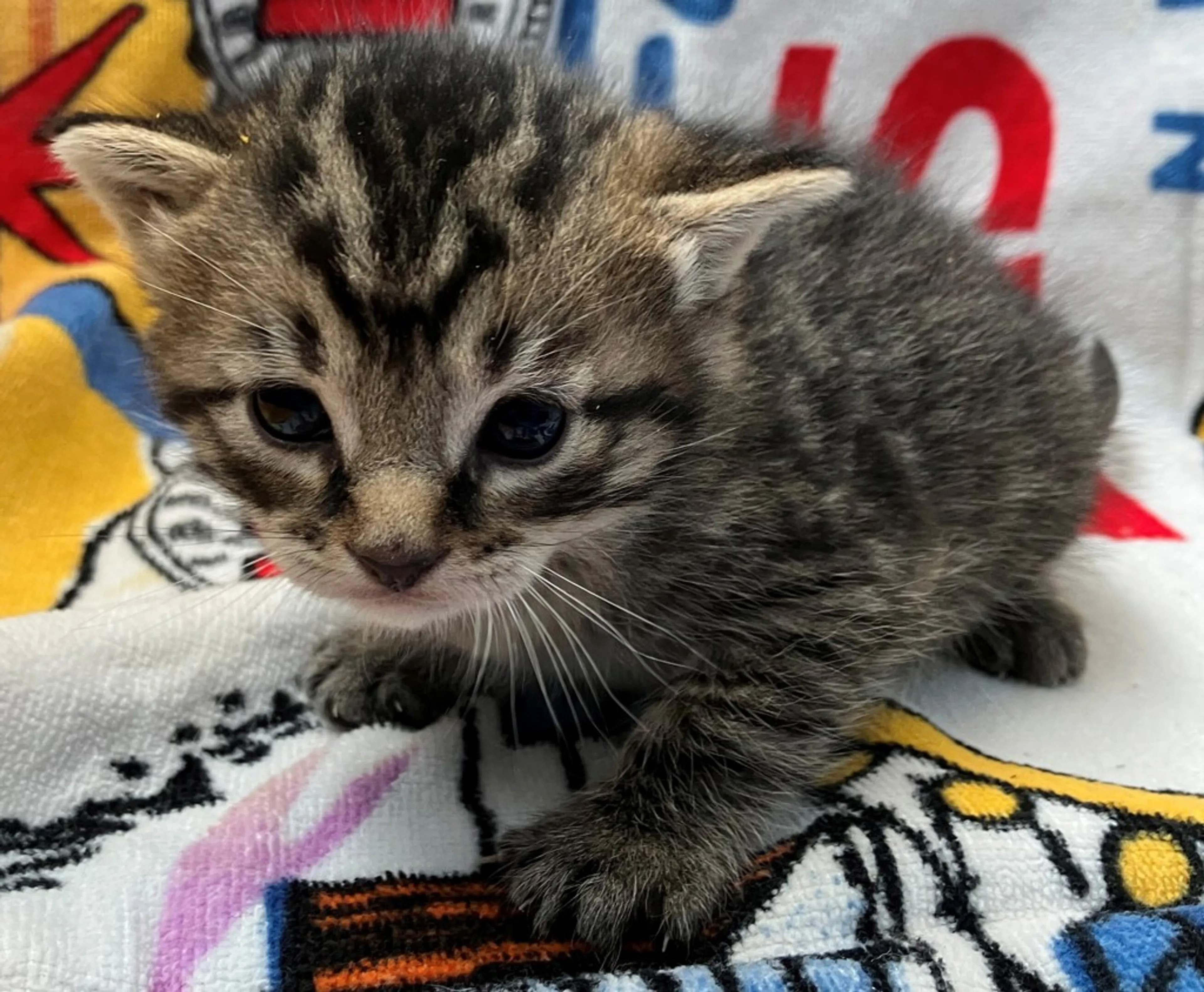 Found pet
