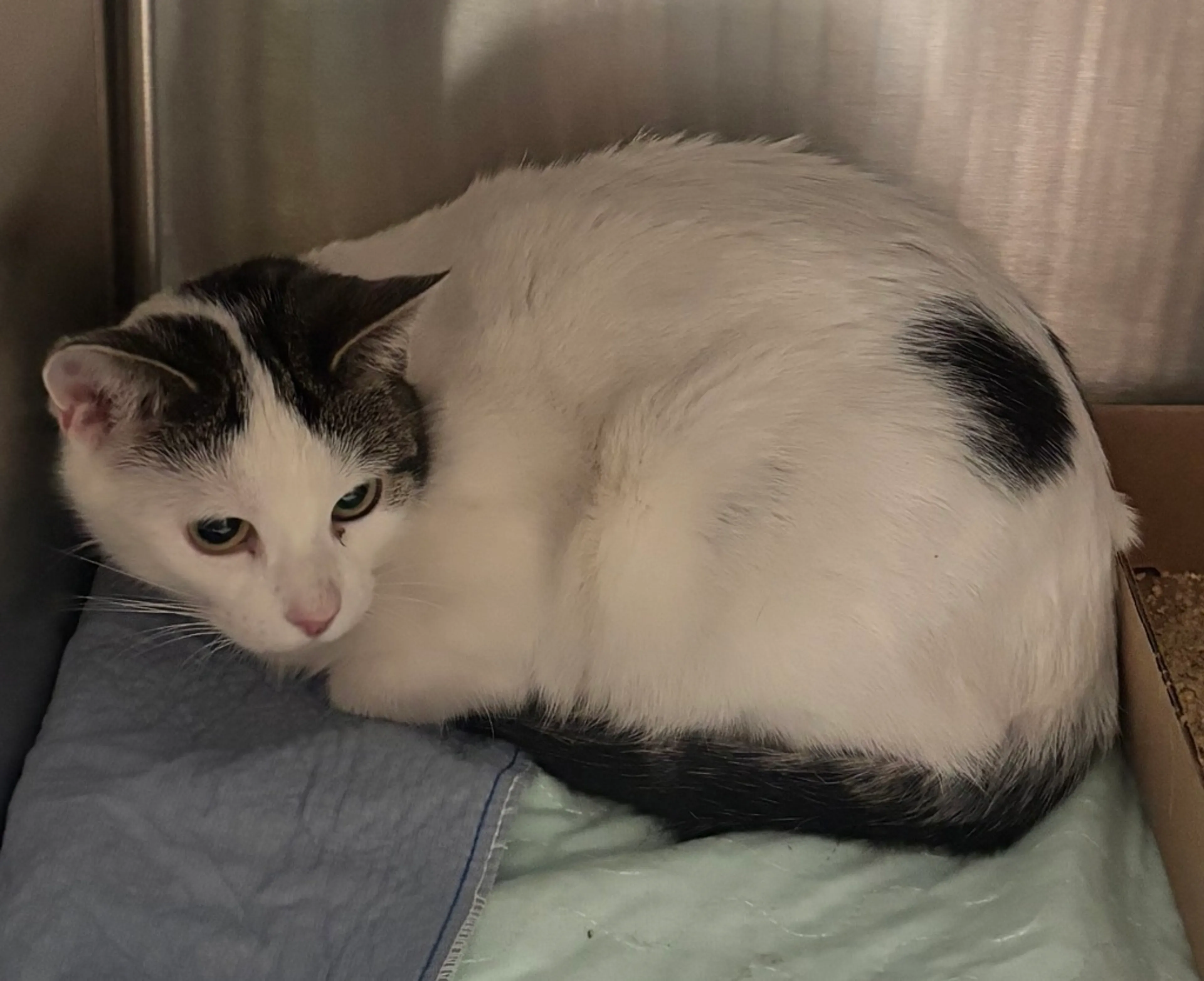Found pet