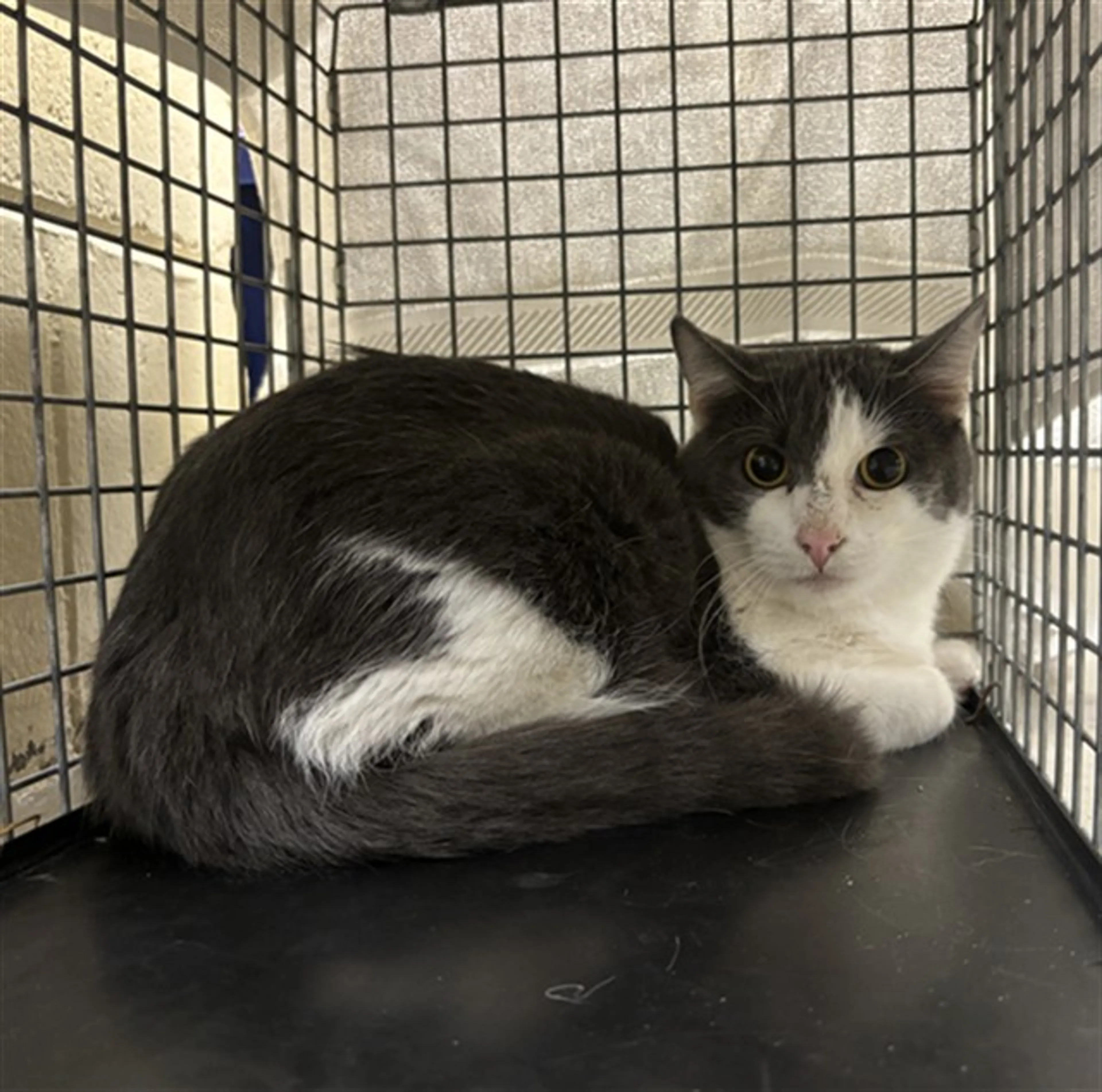 Found pet