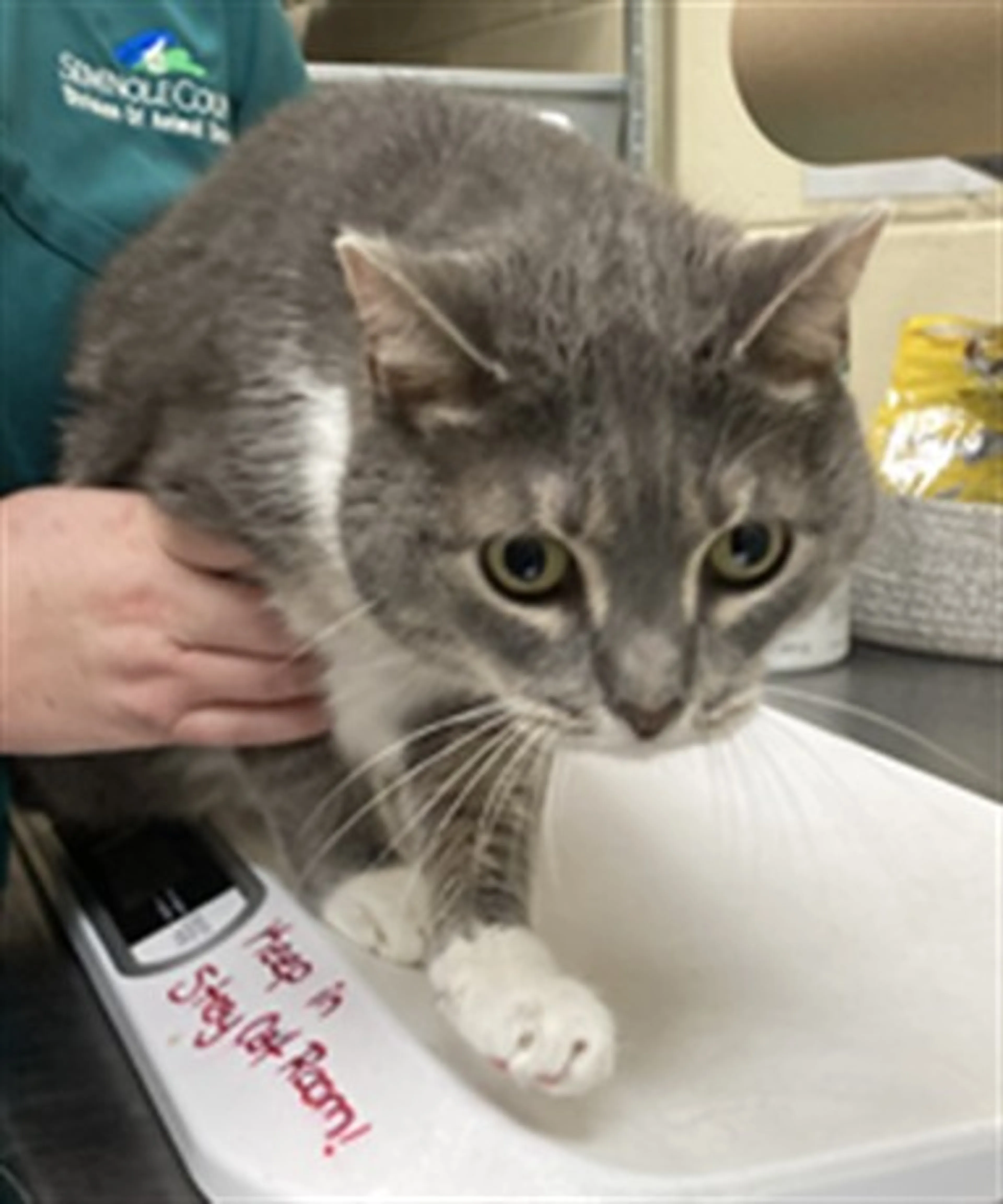 Found pet