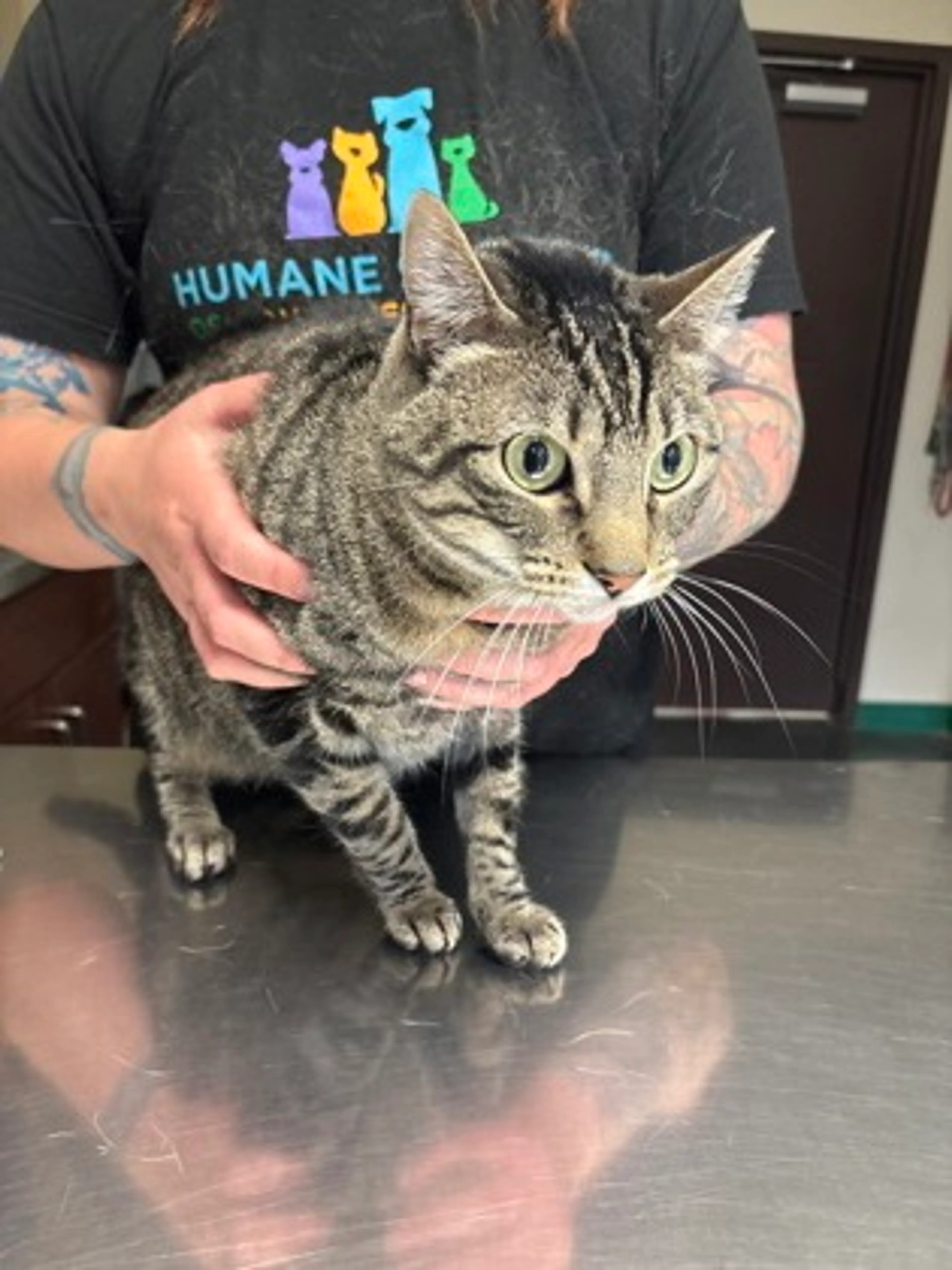 Found pet