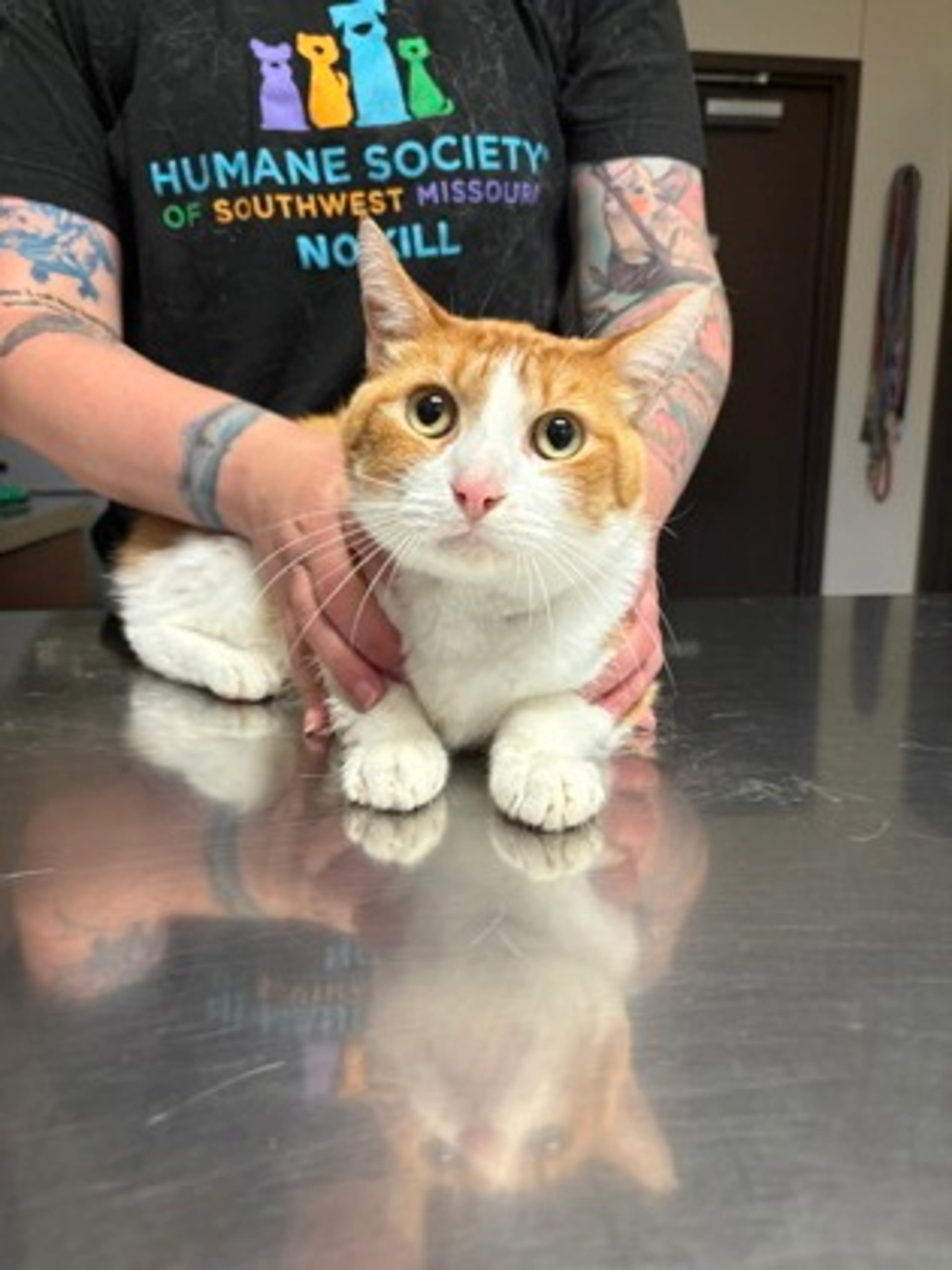 Found pet