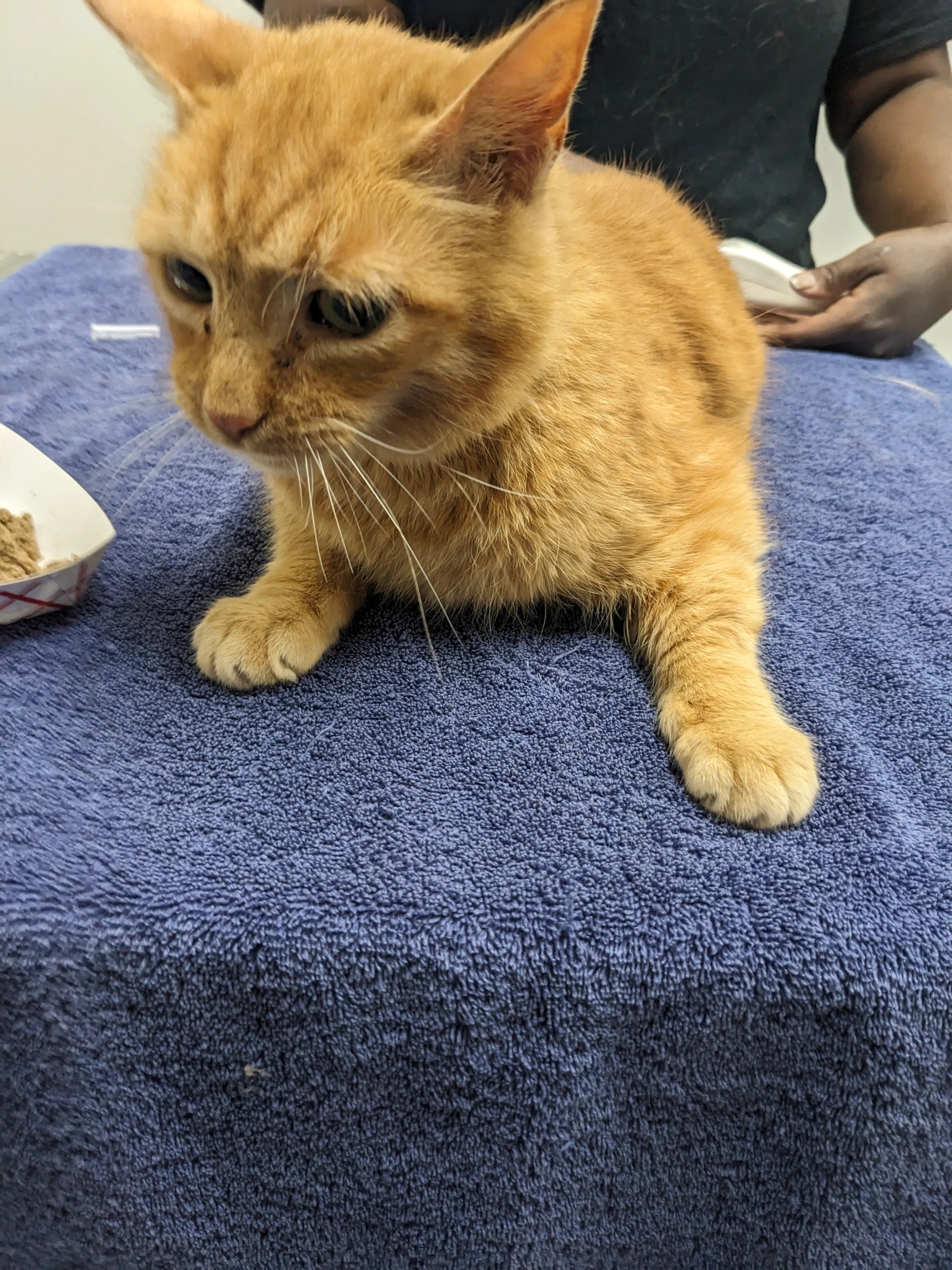 Found pet