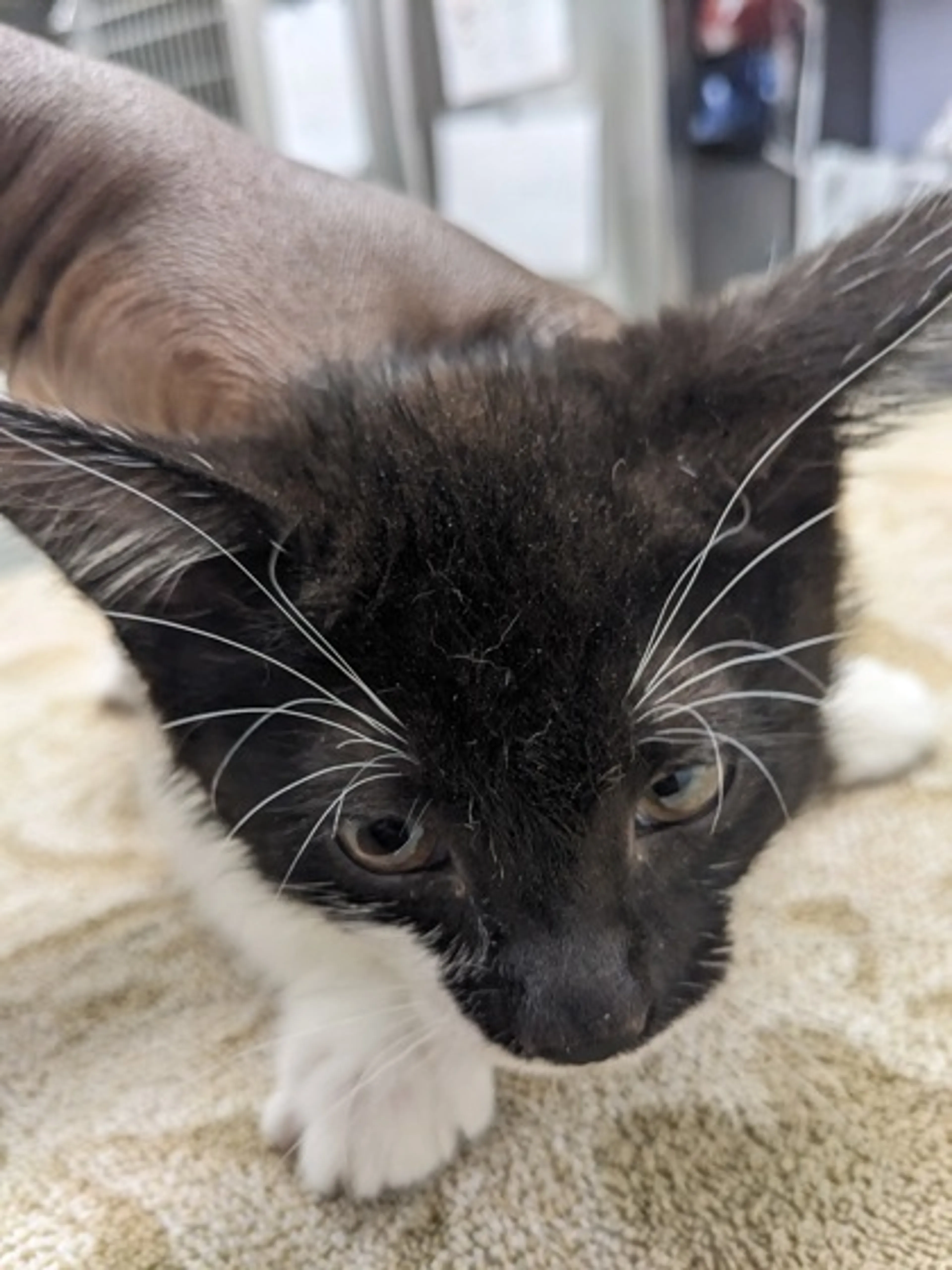Found pet