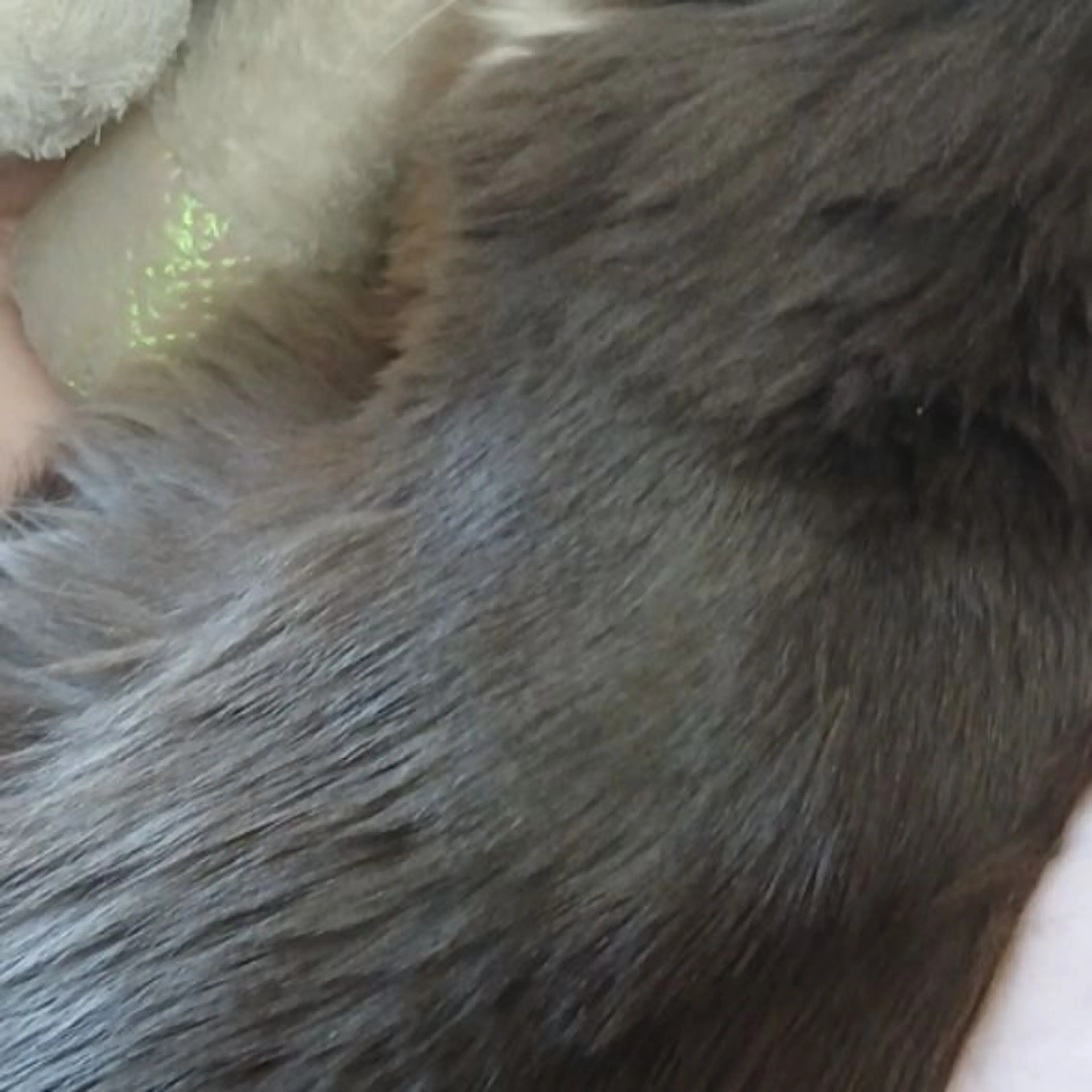 Lost pet