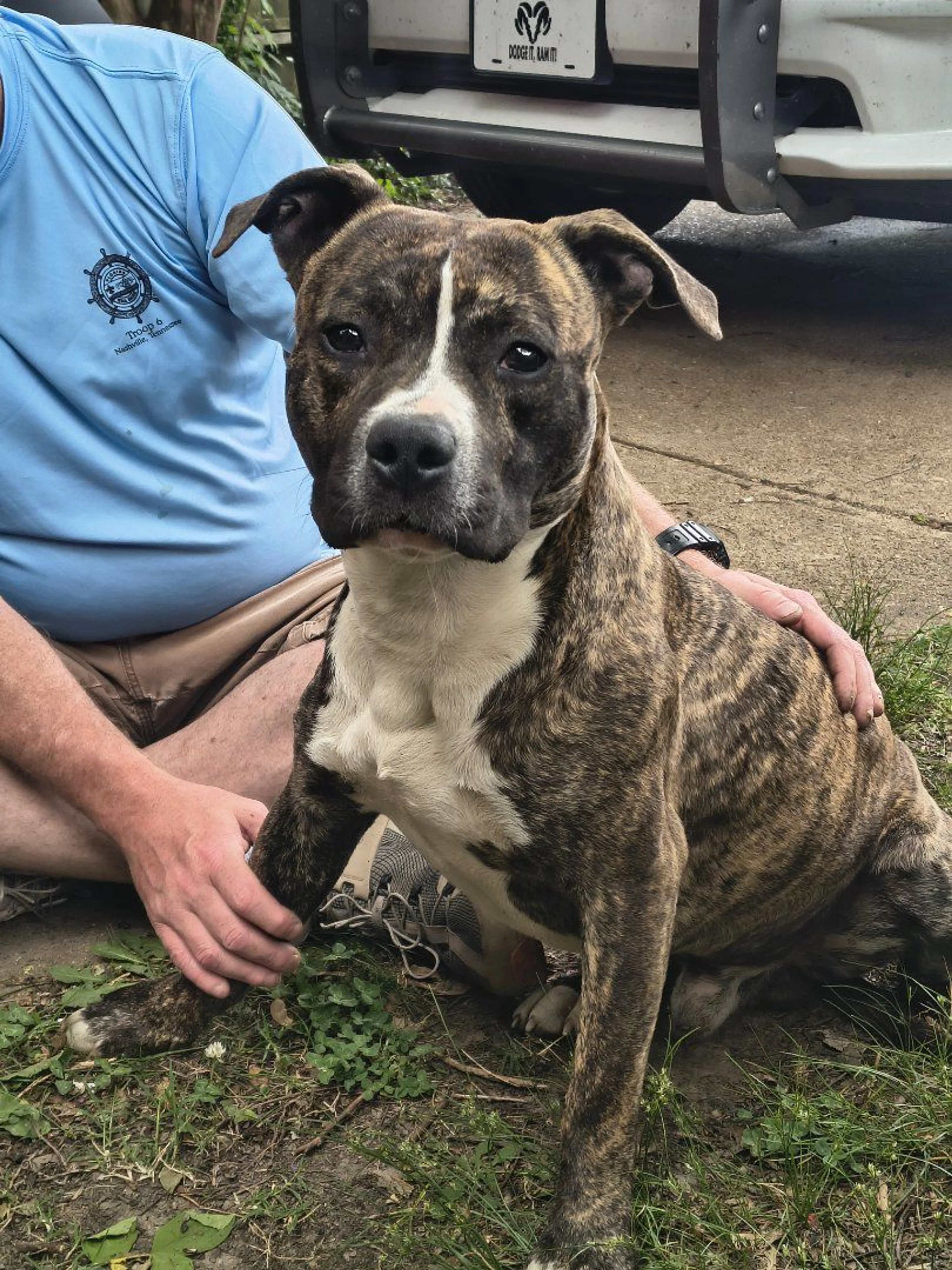 Lost pet-1