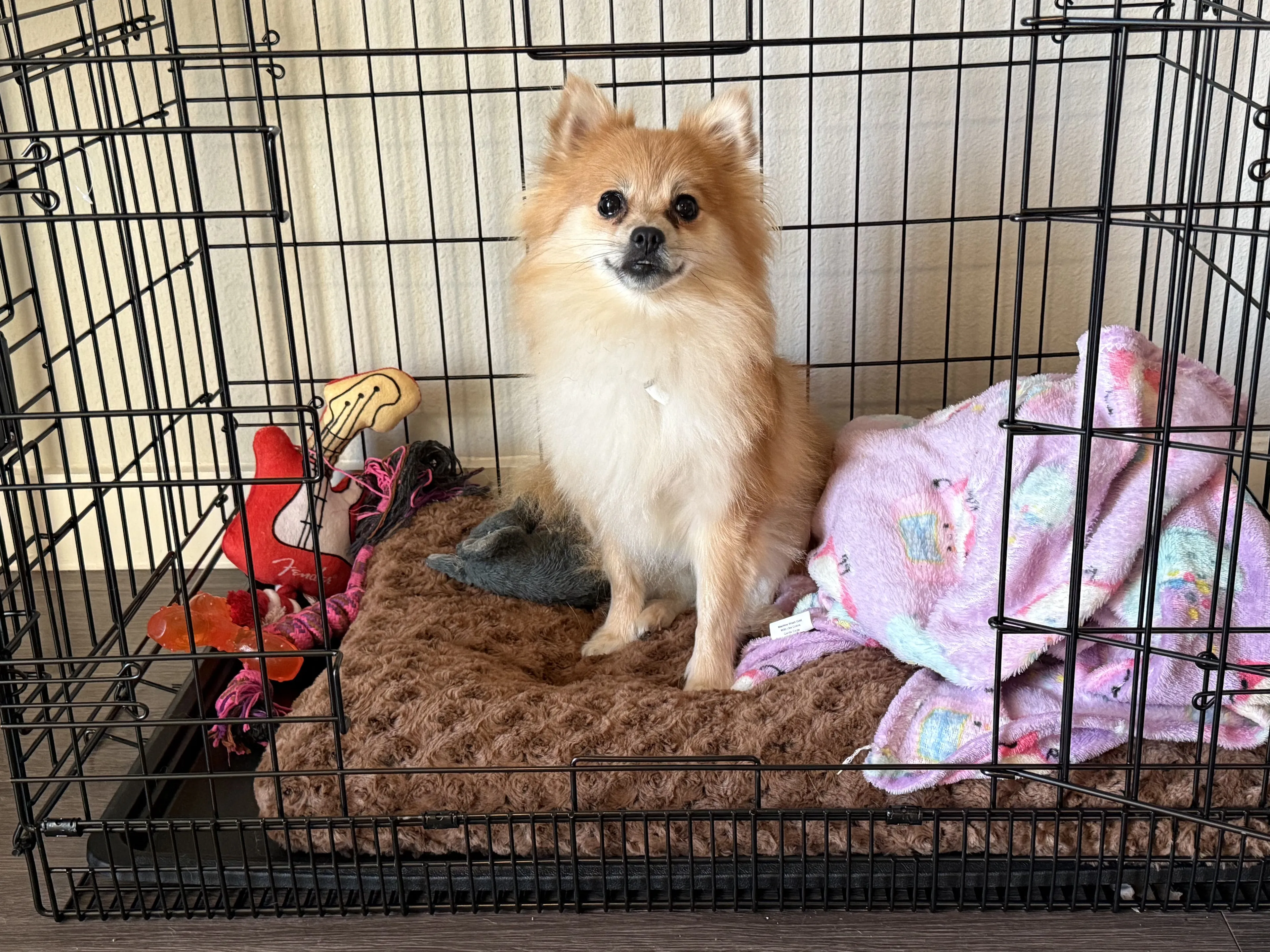 Lost pet-1