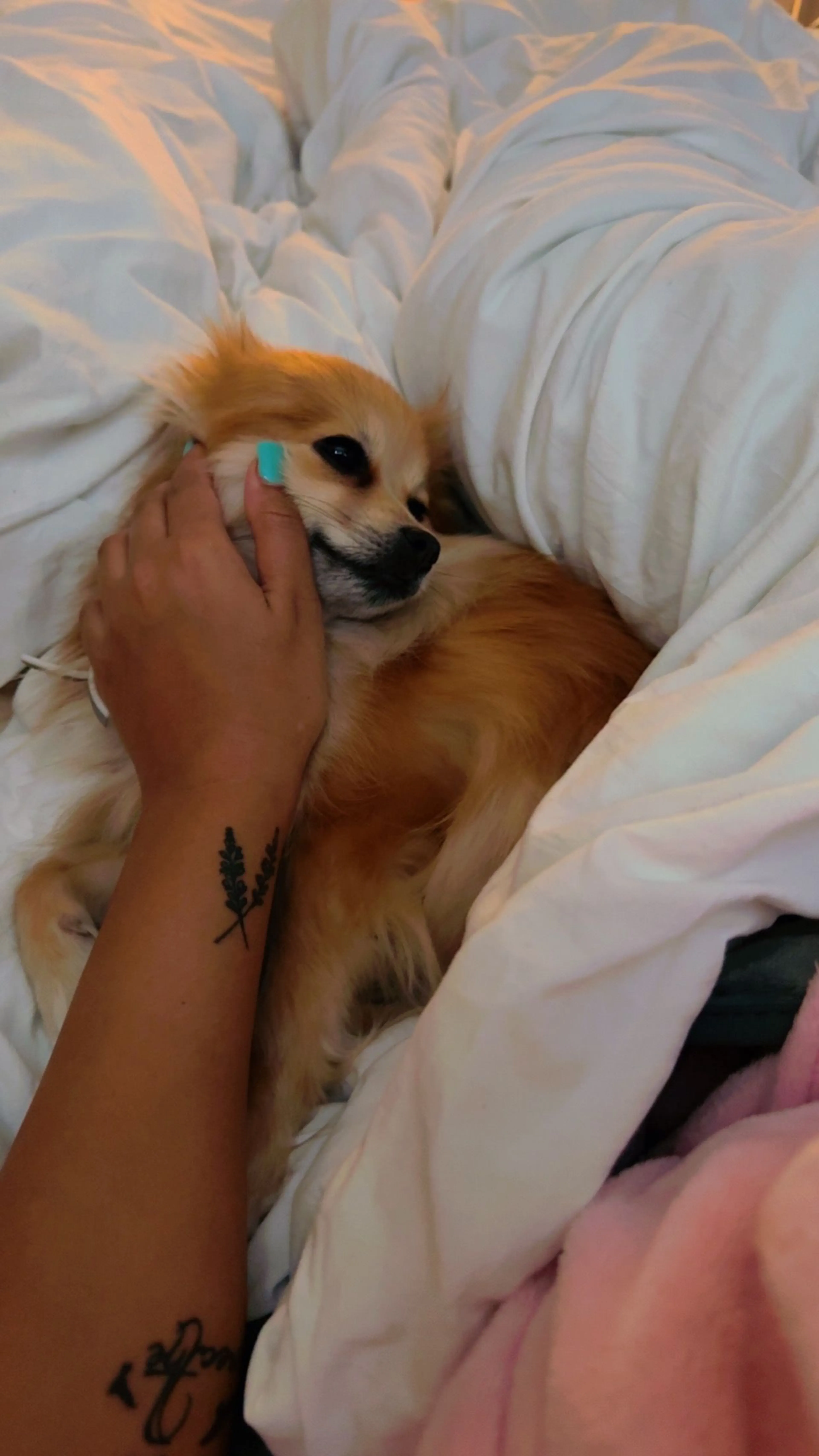 Lost pet-0
