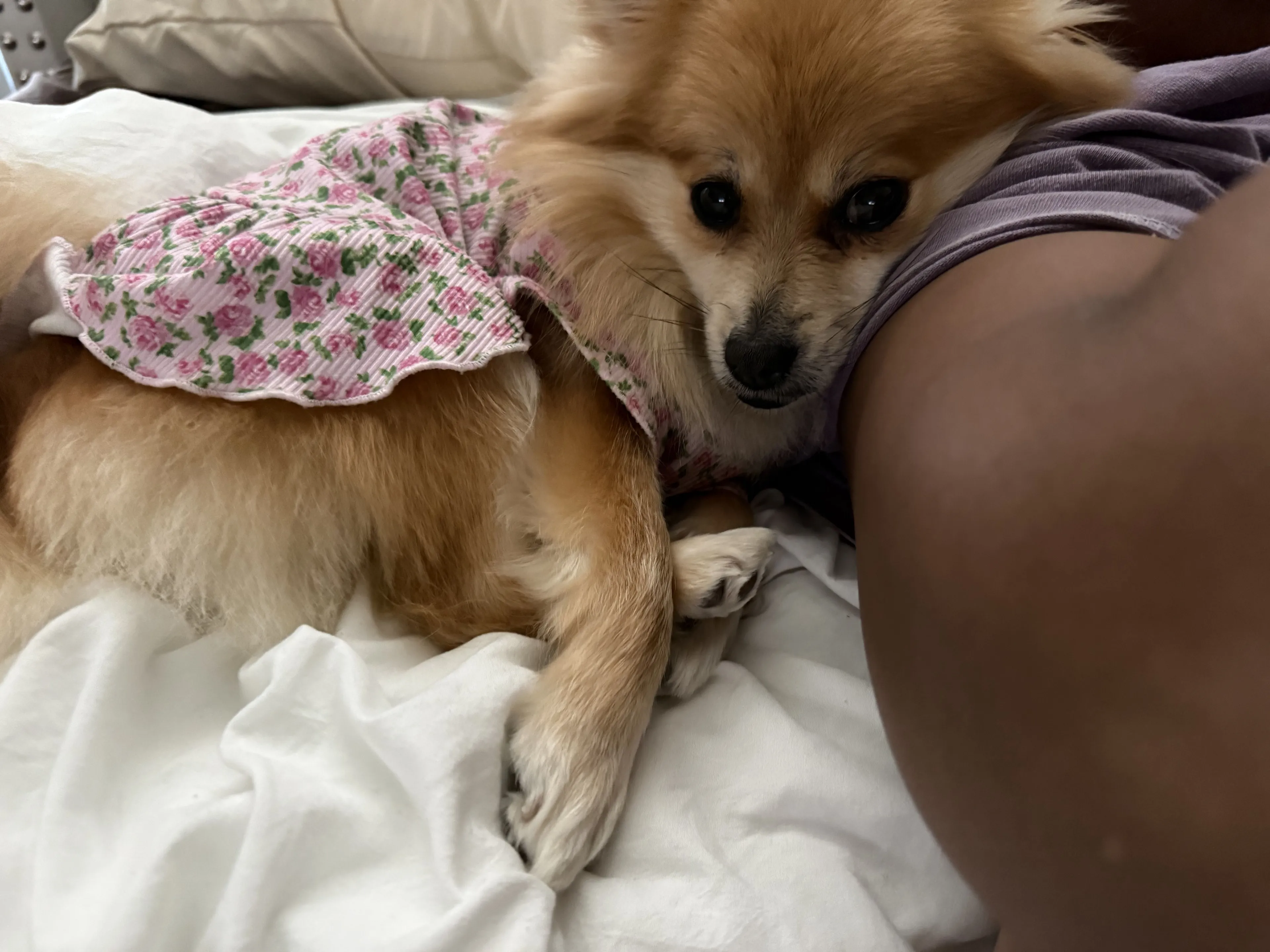 Lost pet-2