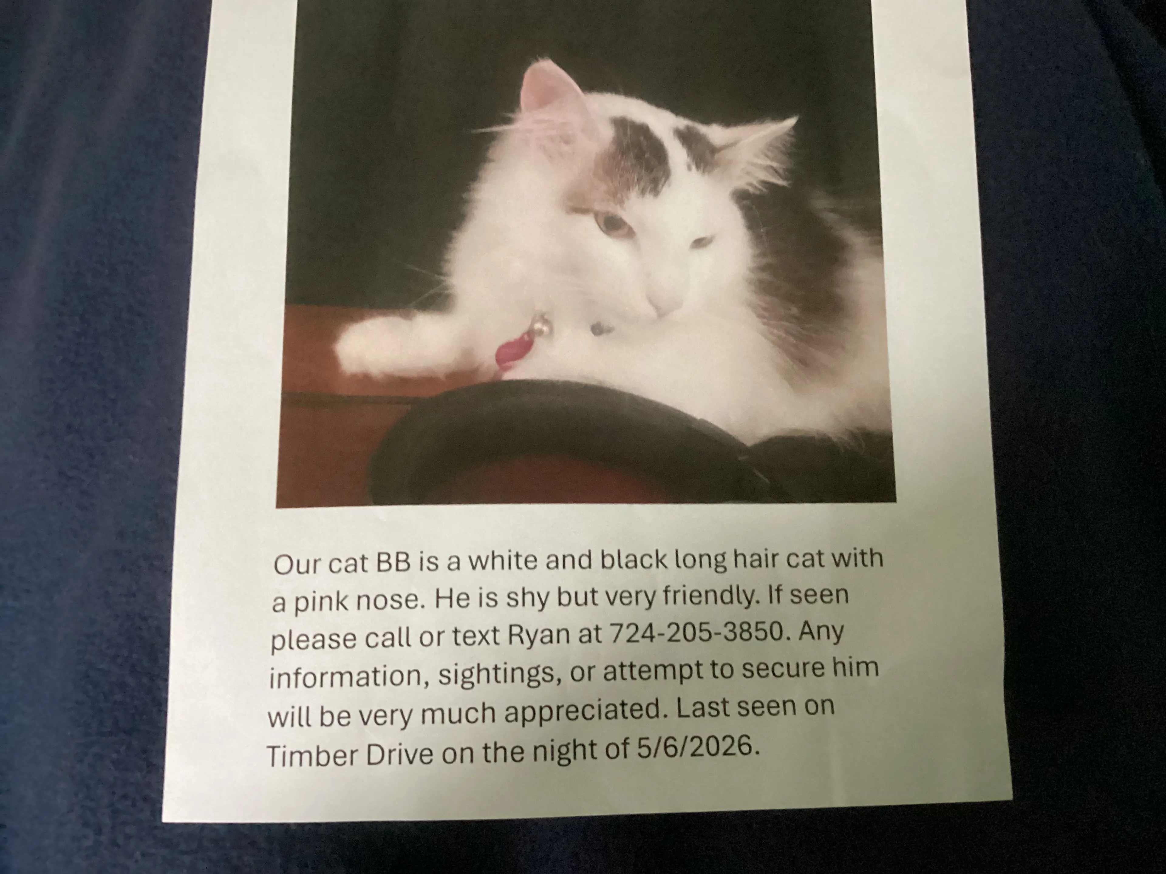 Lost pet