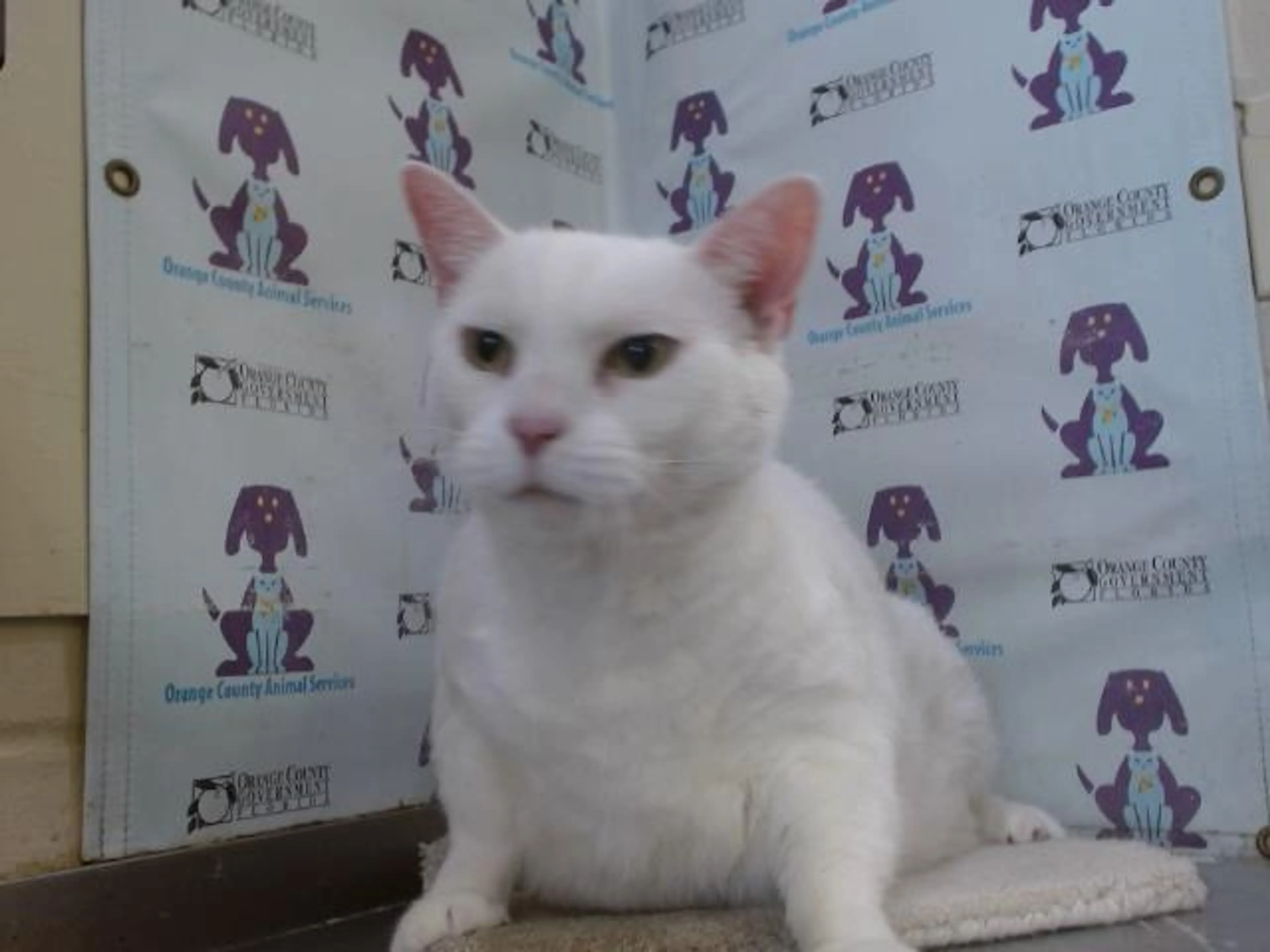 Found pet