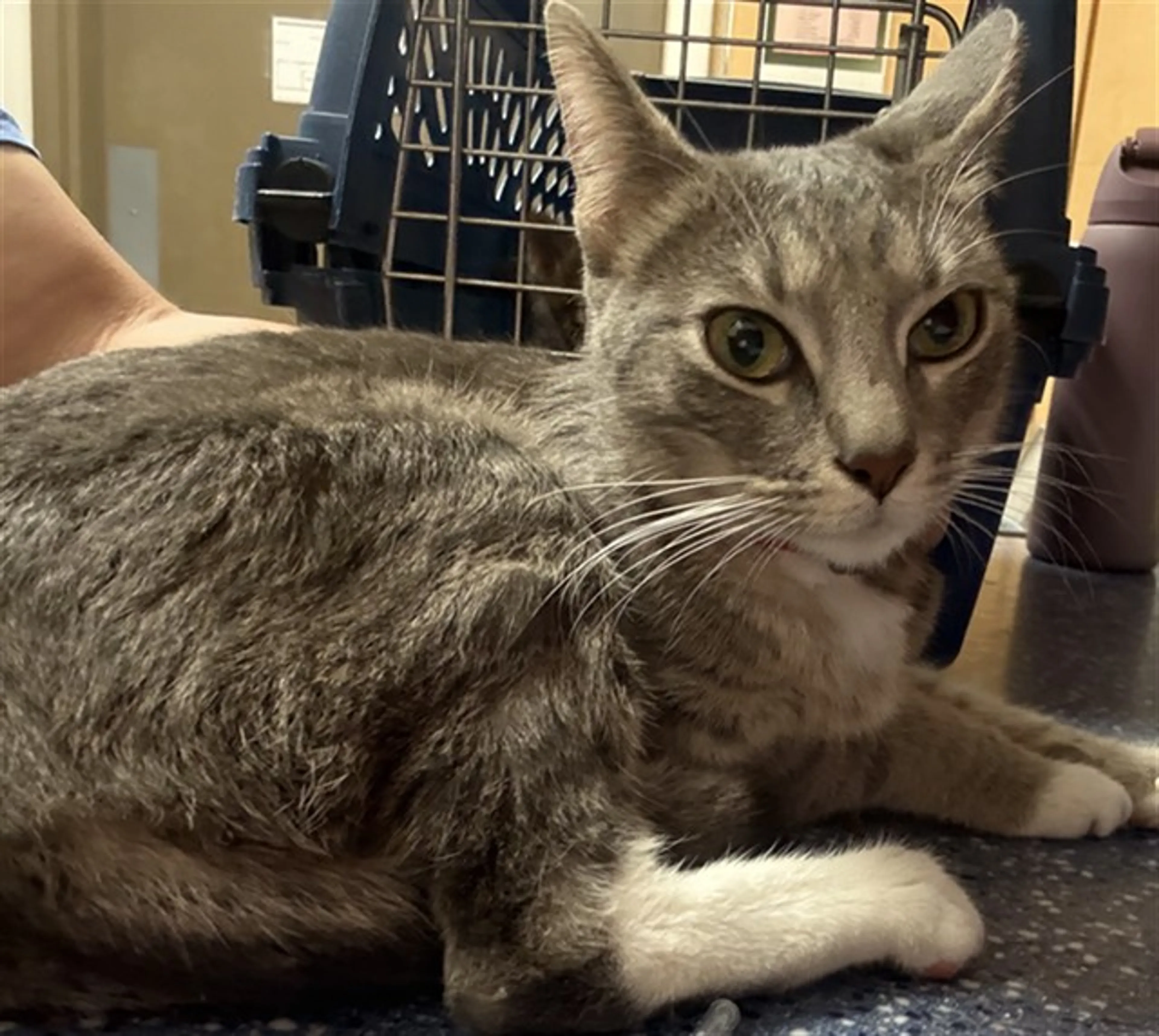 Found pet