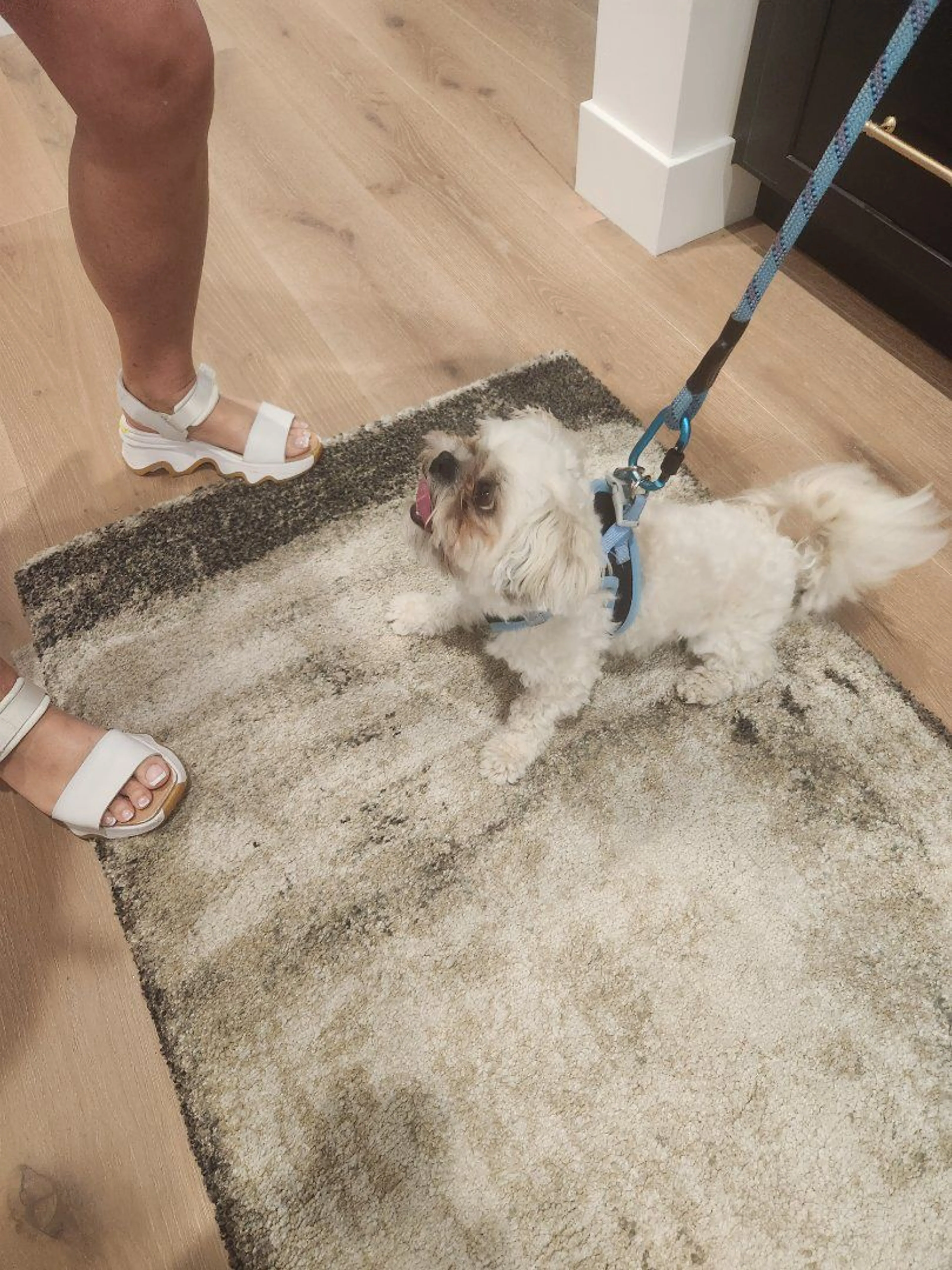 Lost pet
