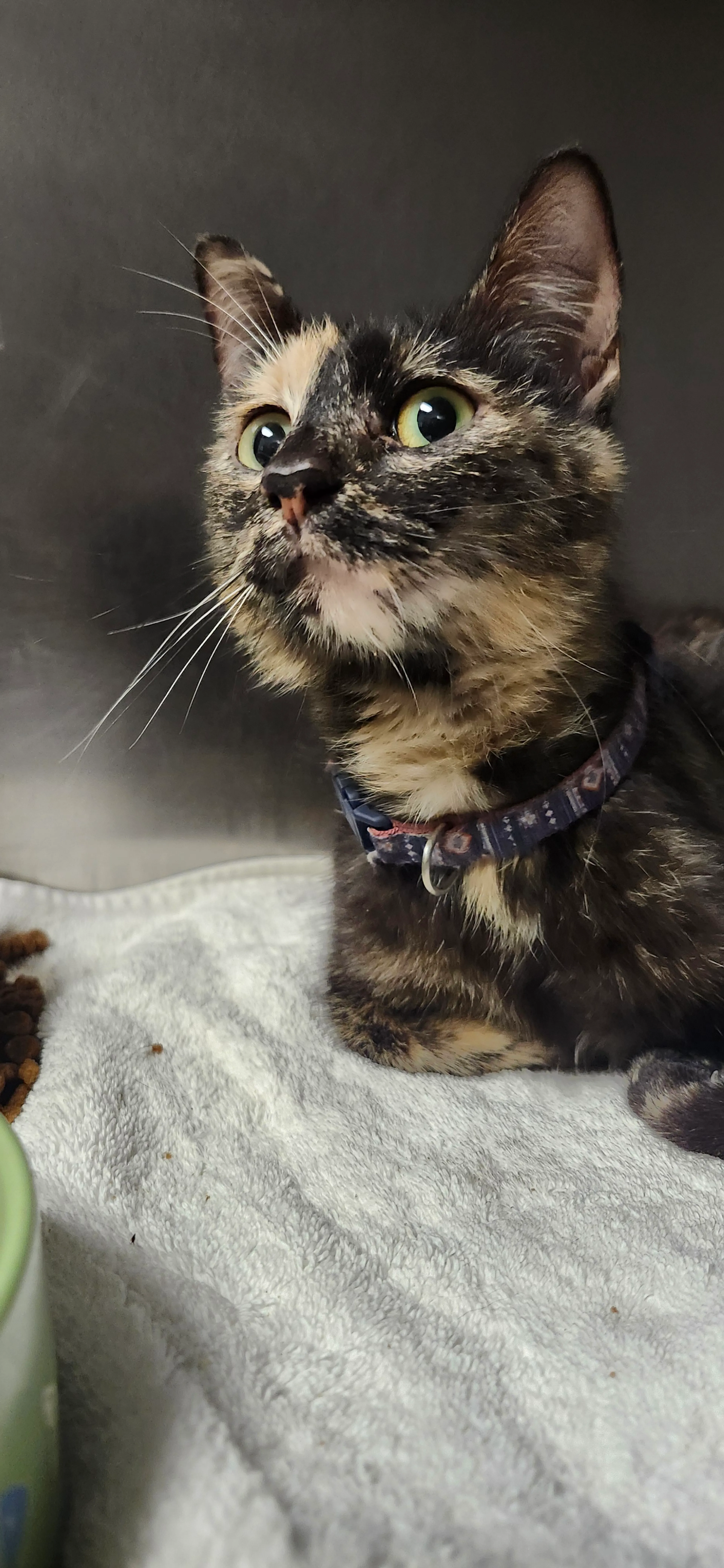 Found pet