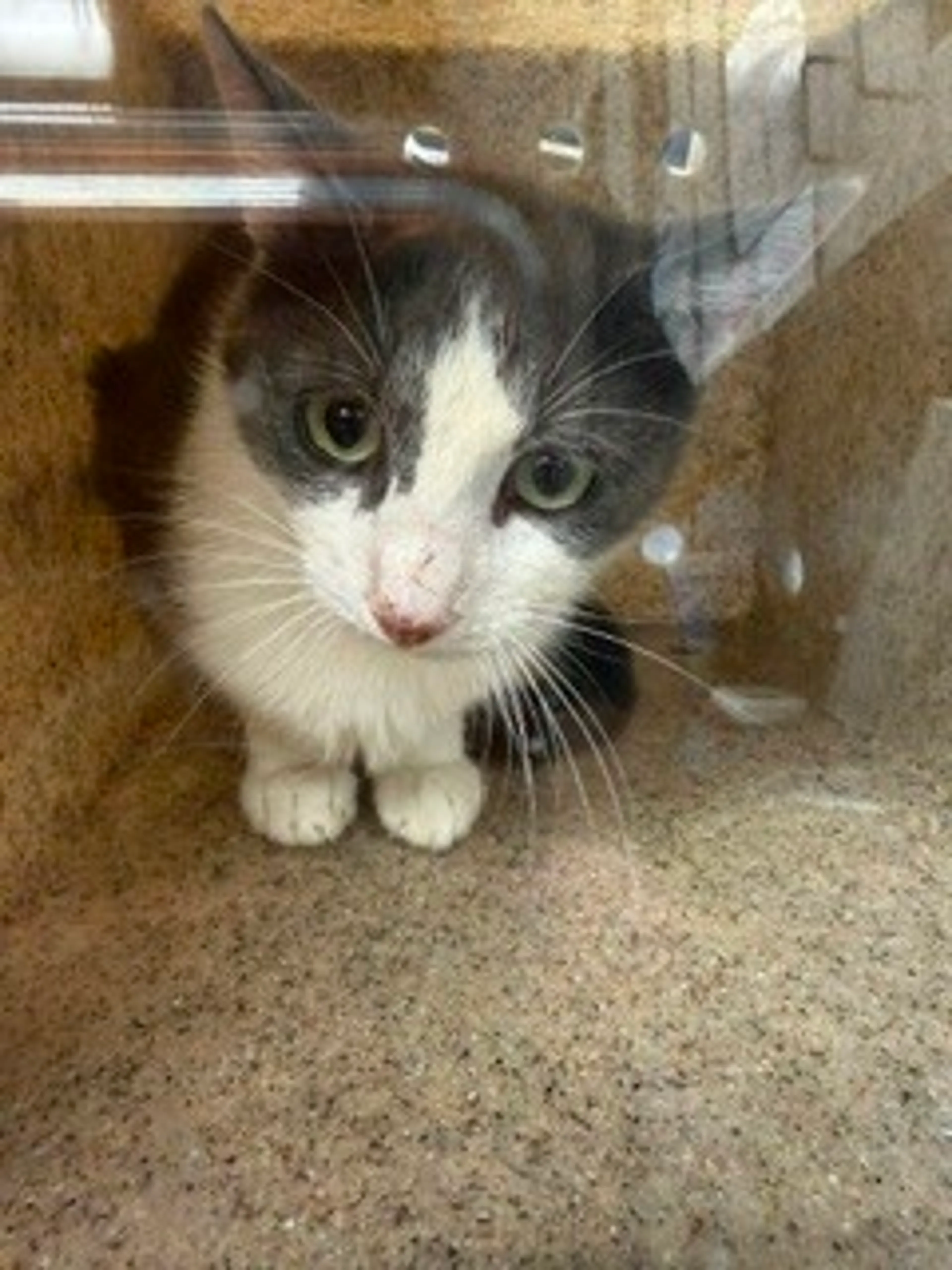 Found pet