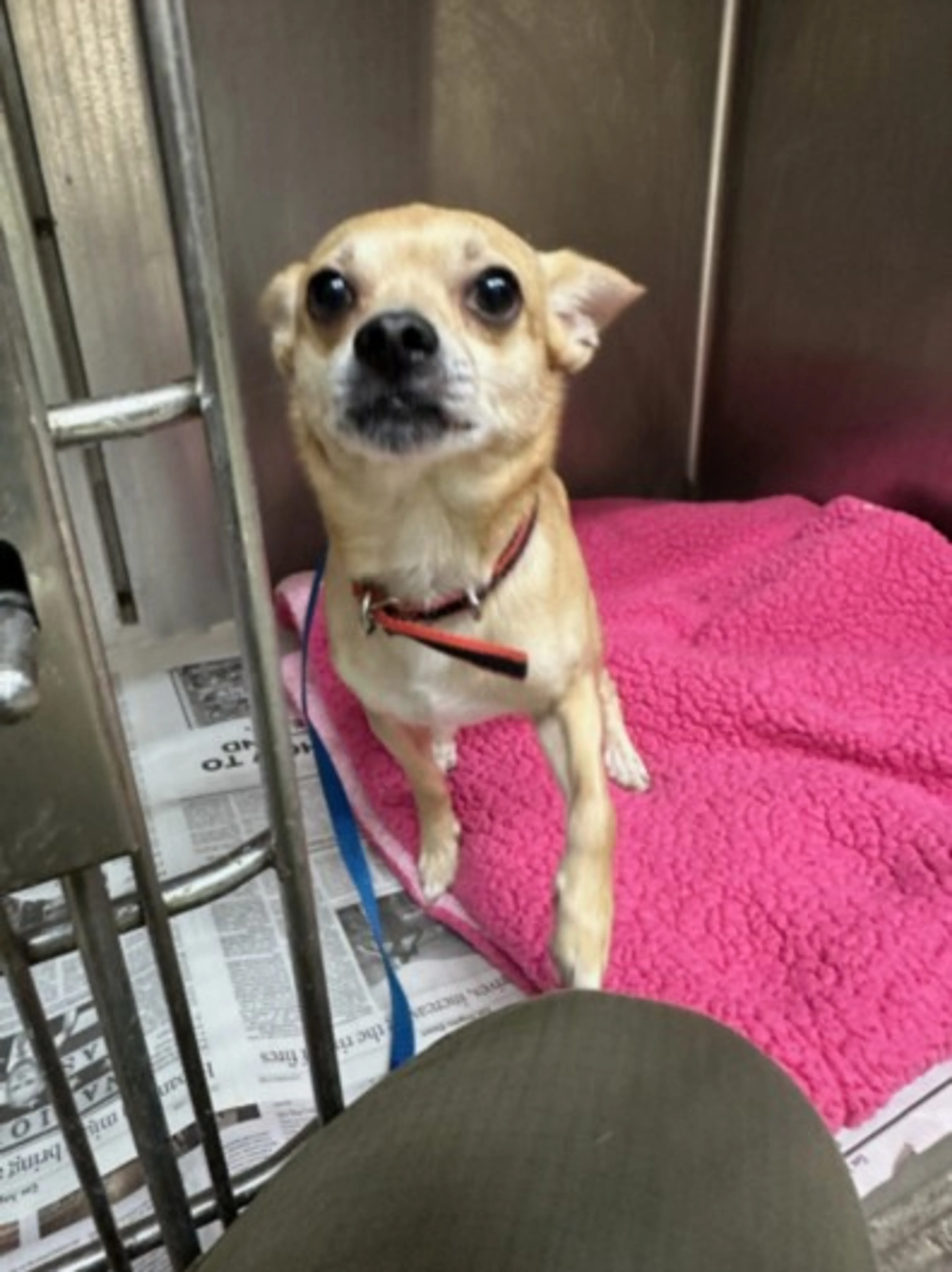 Found pet