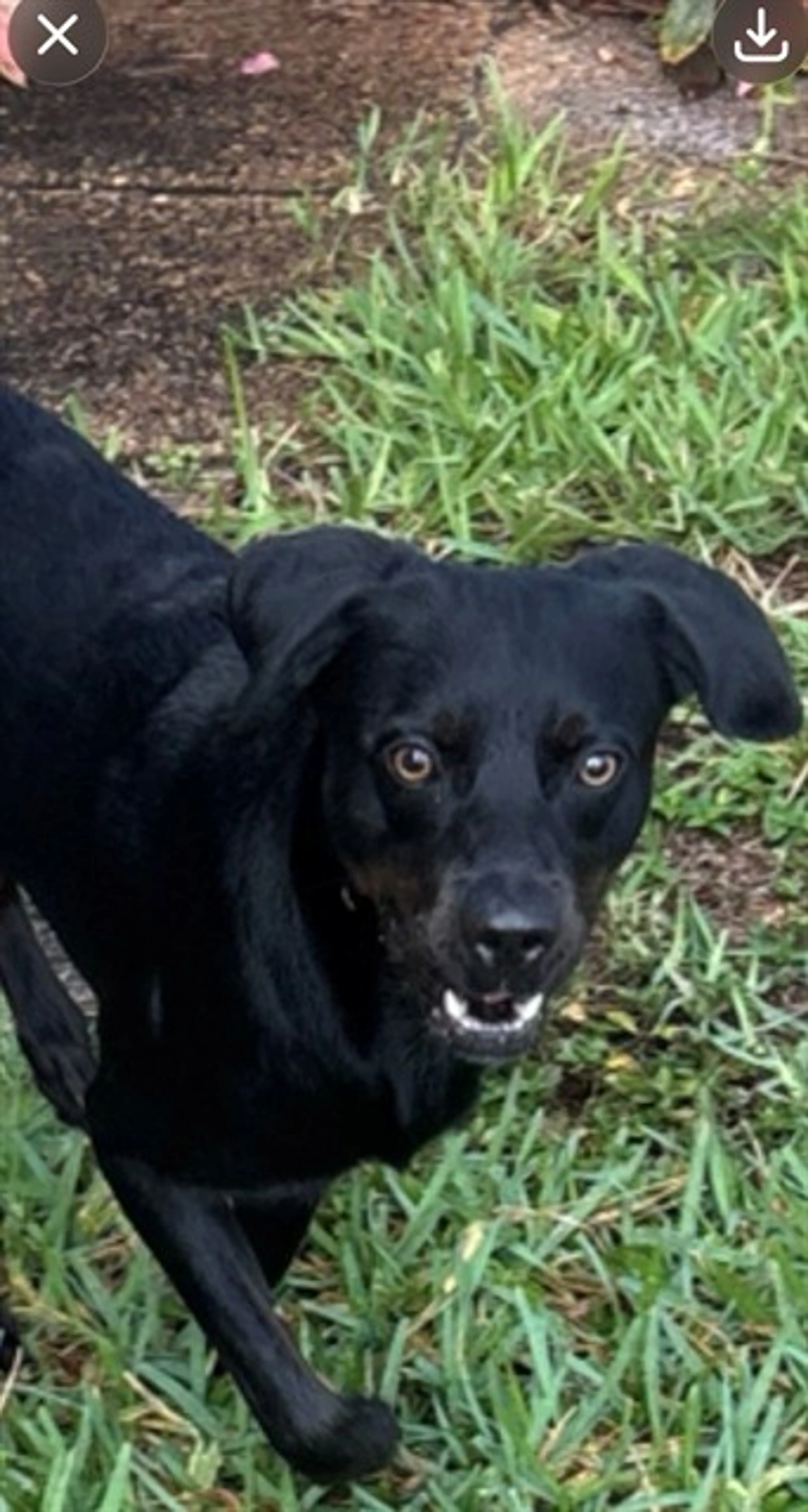 Found pet